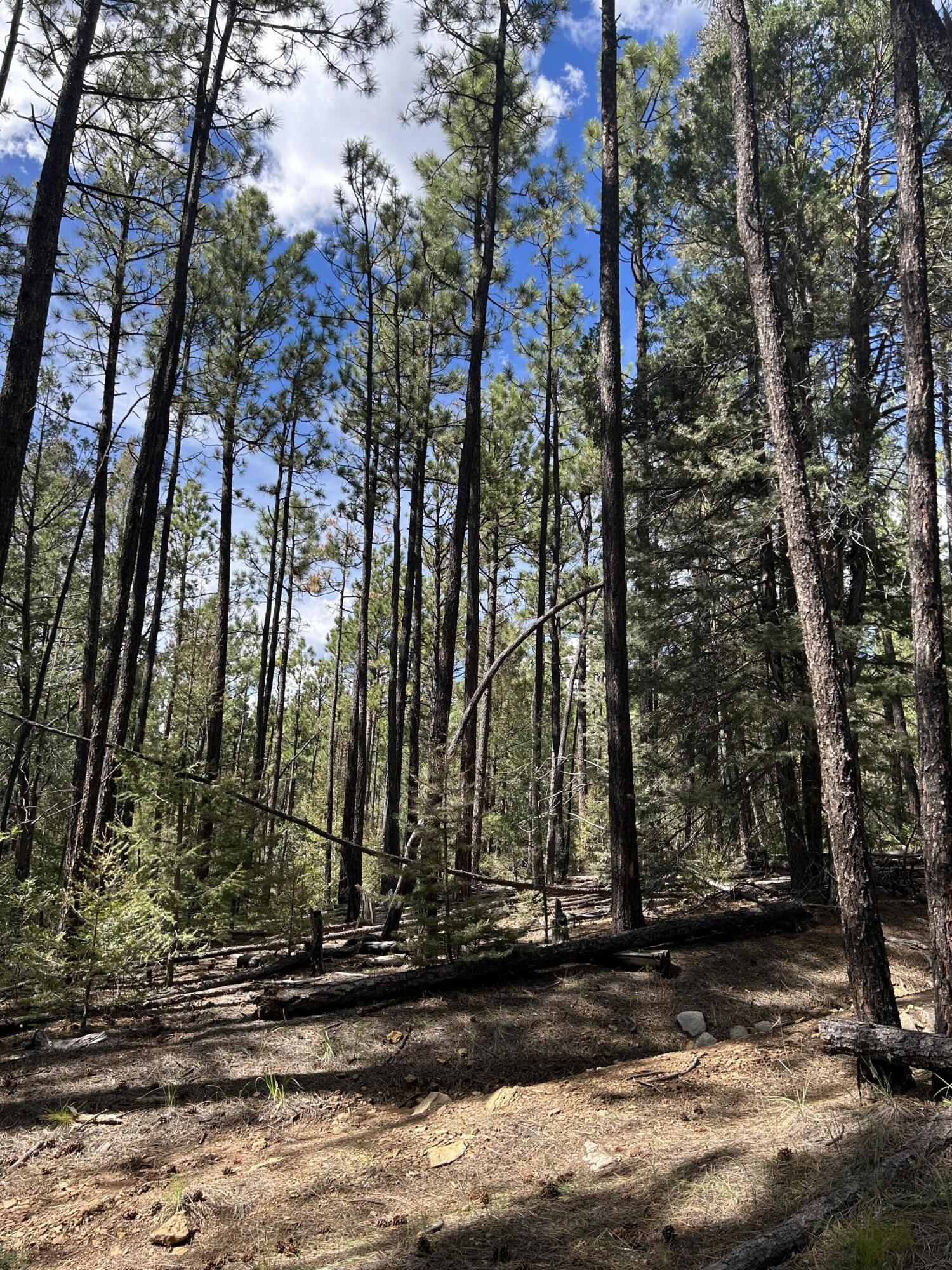 Photo 9 —  23 Acre Lot