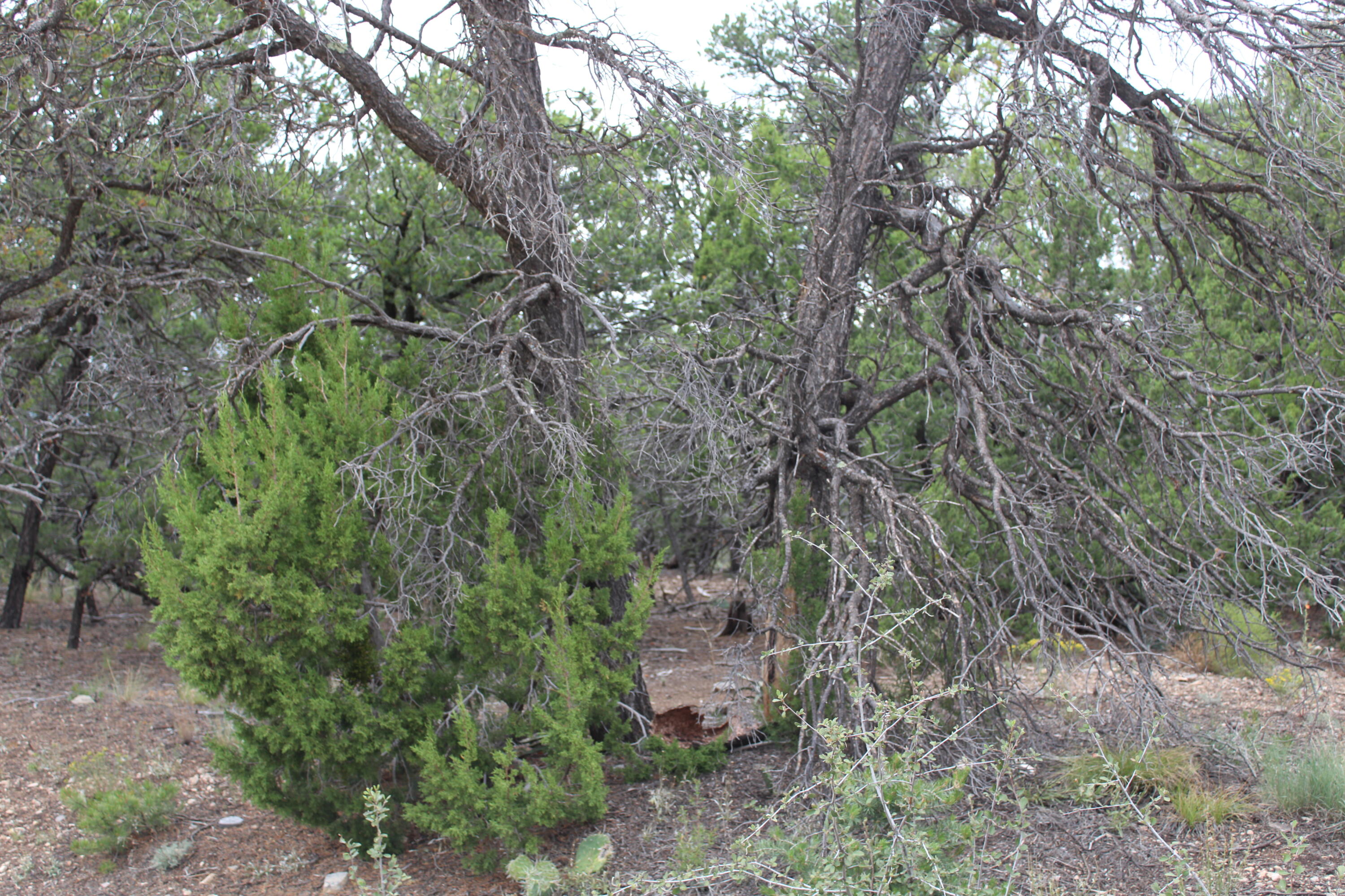 Photo 13 — 5 MANZANO Loop