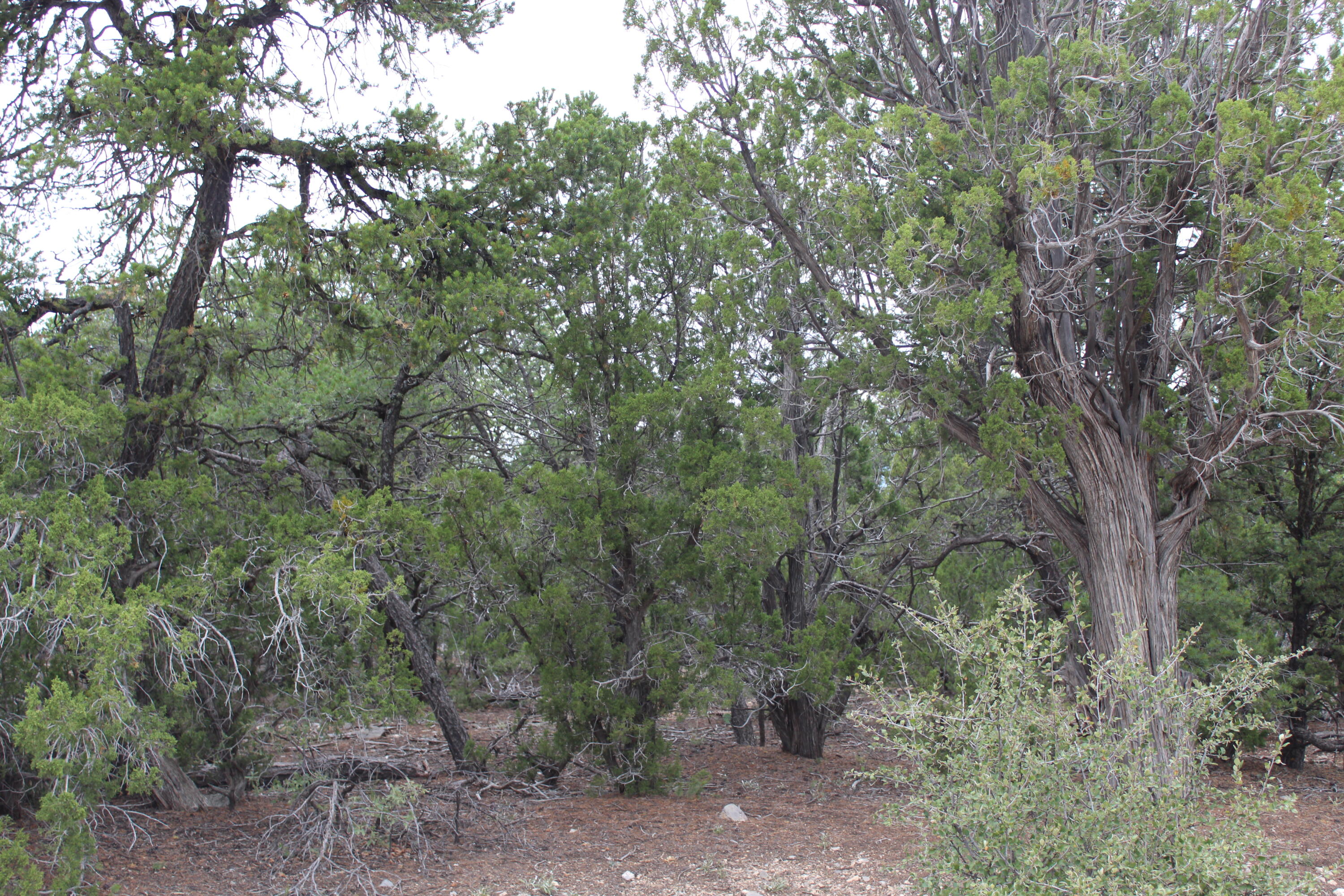 Photo 4 — 7 MANZANO Loop