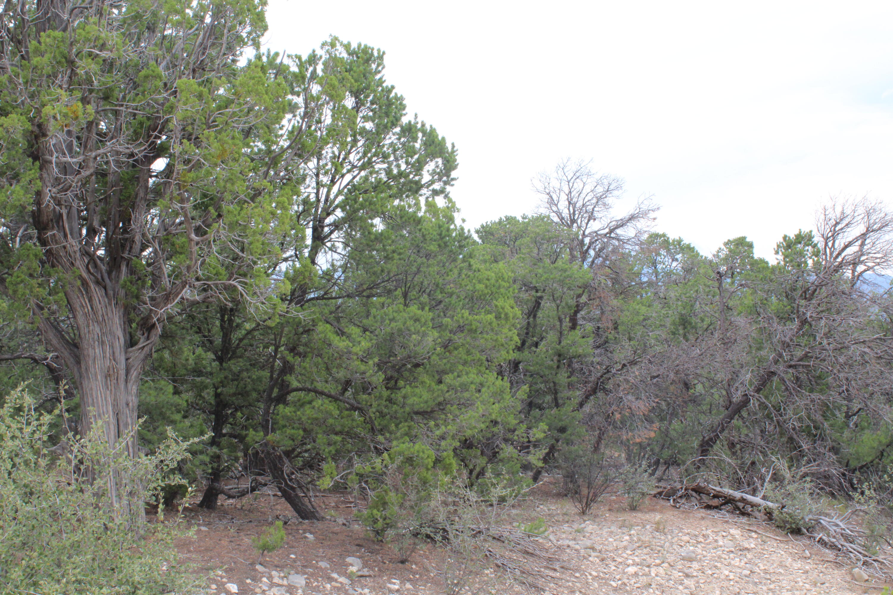 Photo 5 — 7 MANZANO Loop