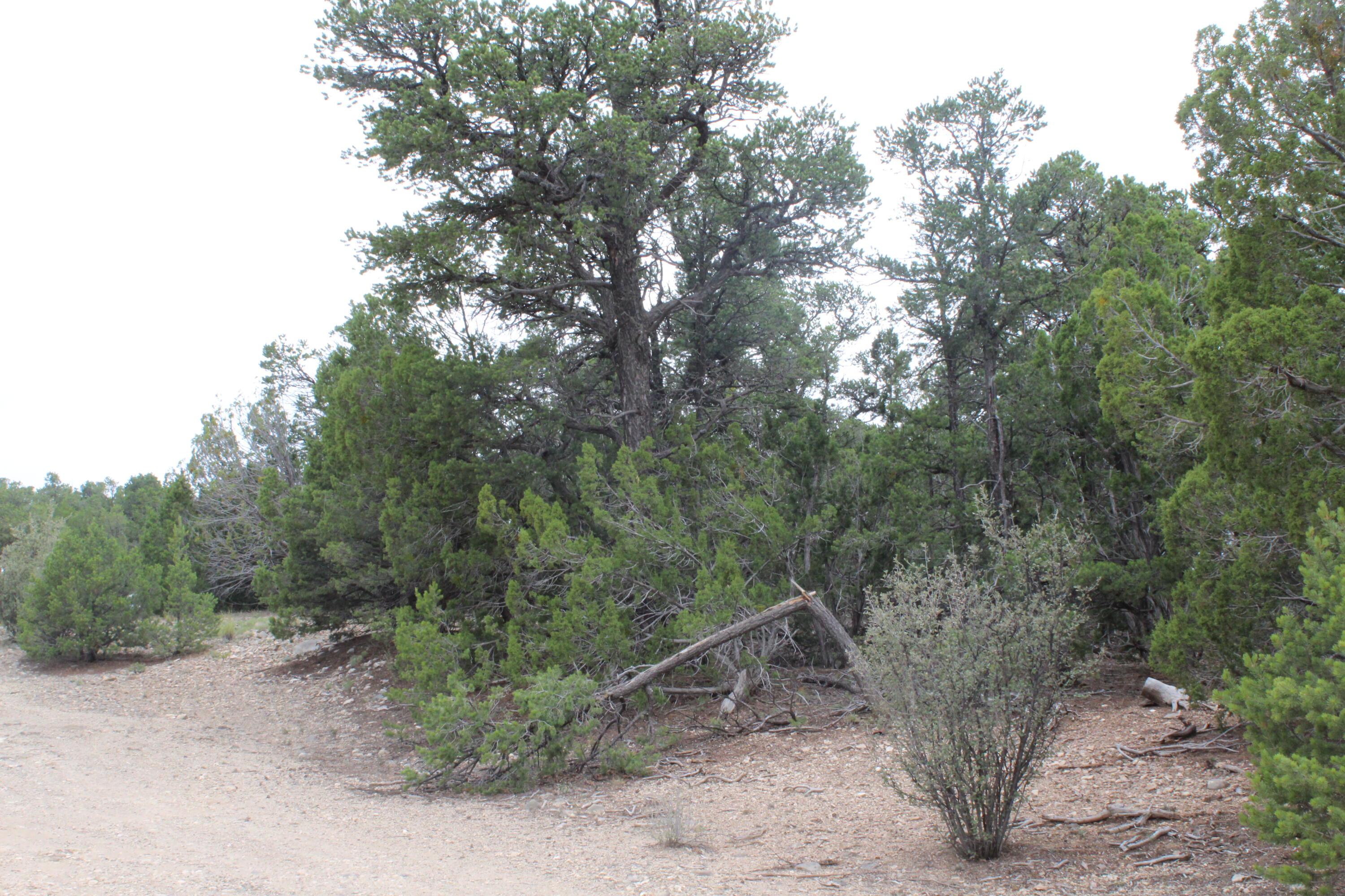 Photo 6 — 7 MANZANO Loop