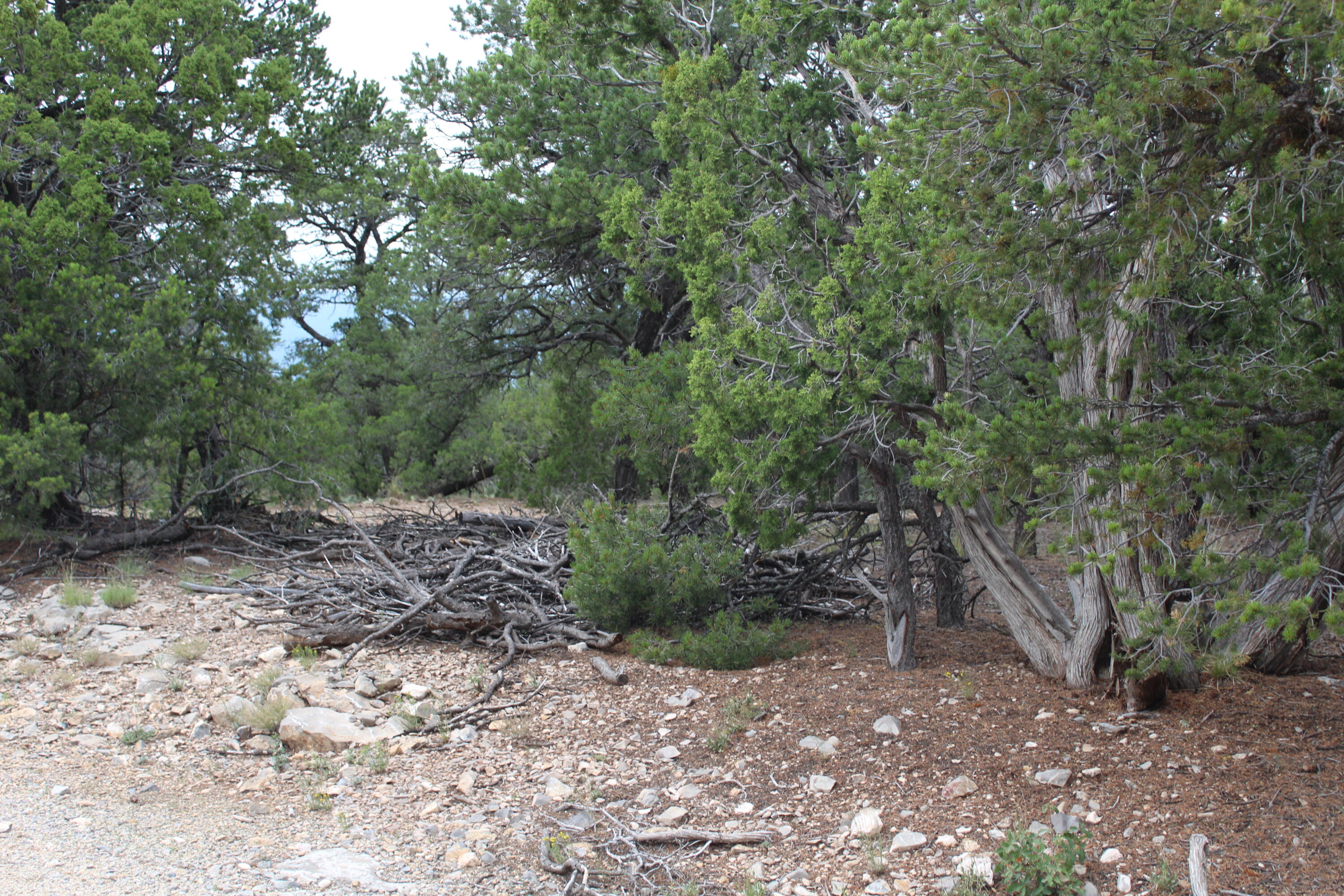 Photo 7 — 7 MANZANO Loop