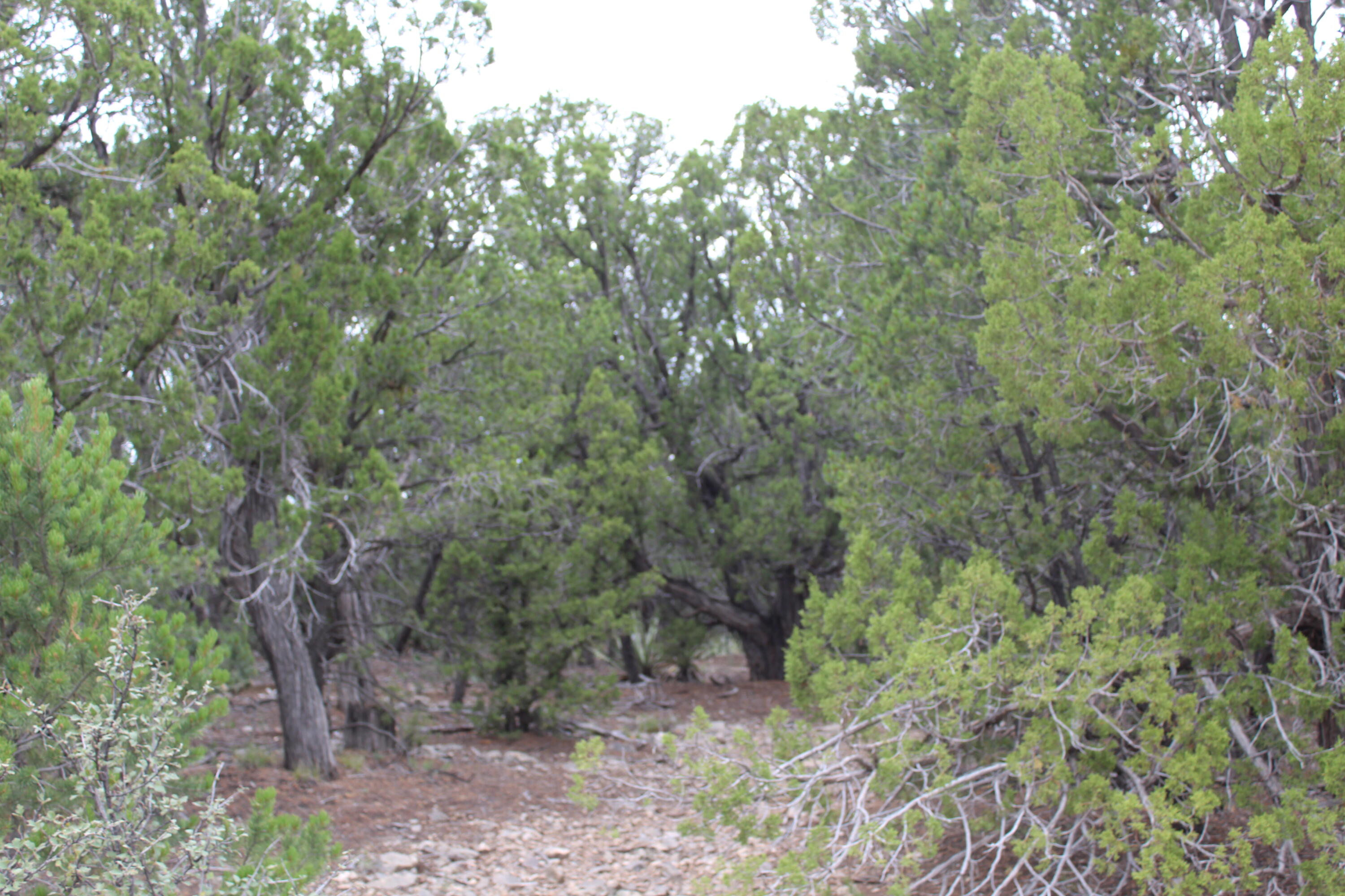 Photo 11 — 7 MANZANO Loop