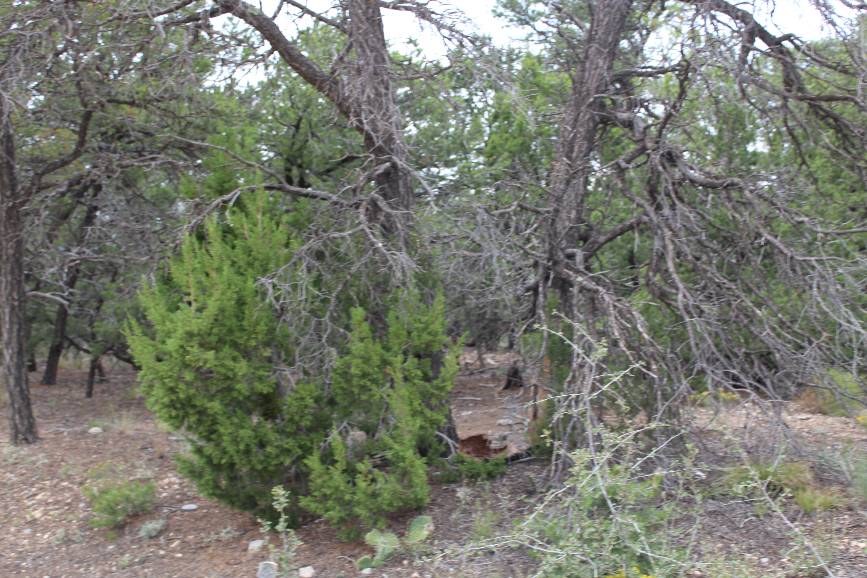 Photo 12 — 7 MANZANO Loop