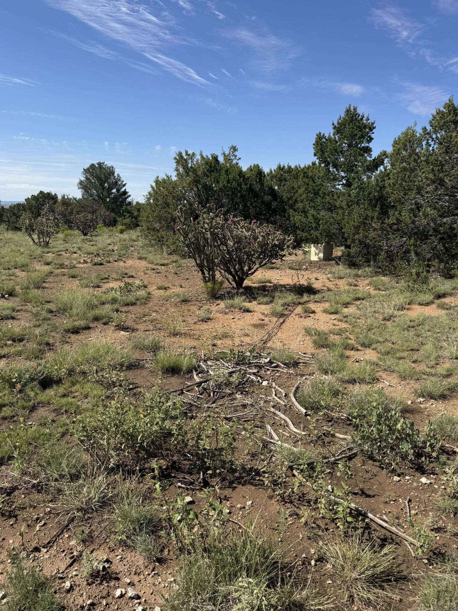 Photo 4 — 296 POHL Road