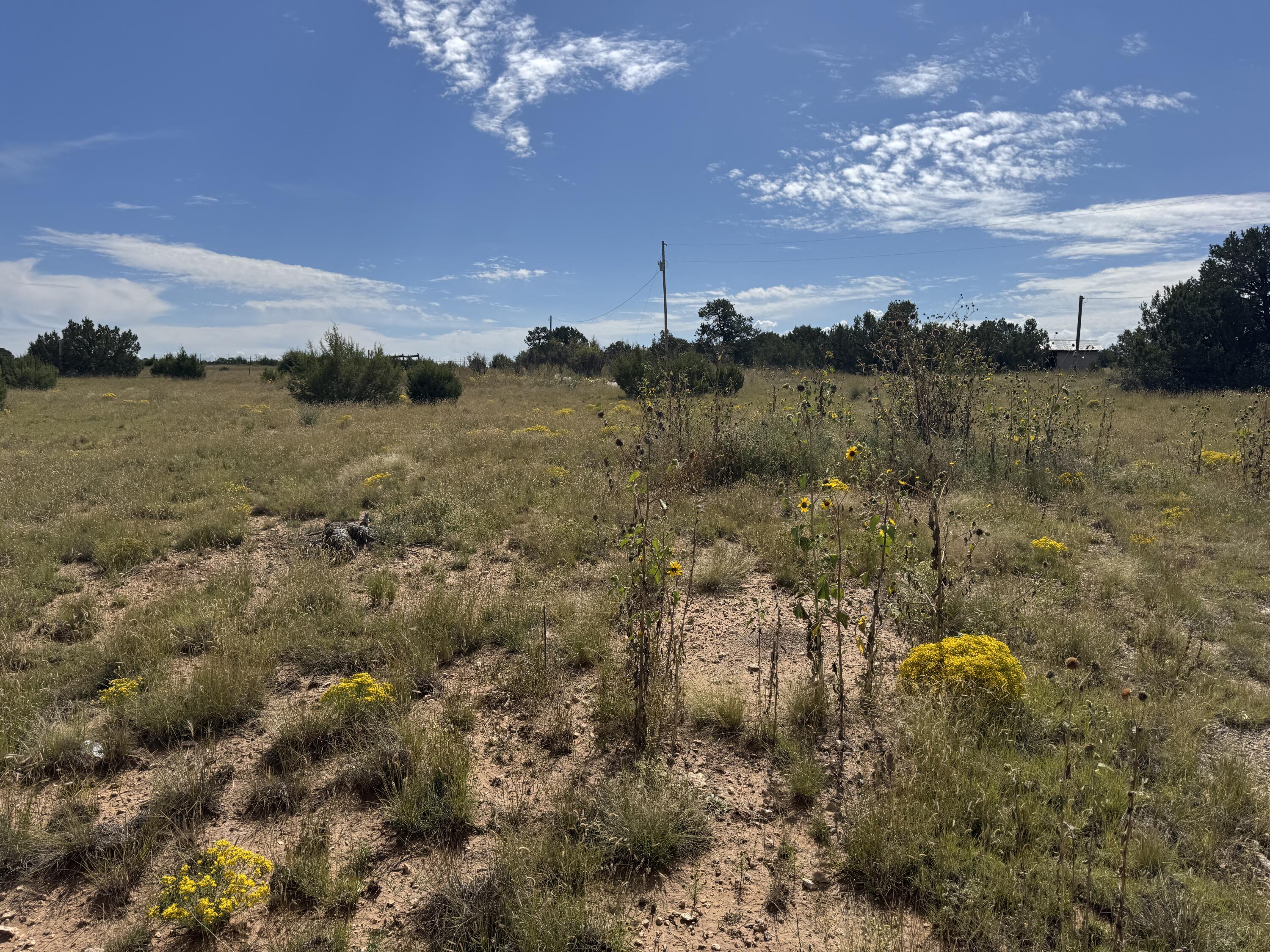 Photo 10 — 296 POHL Road