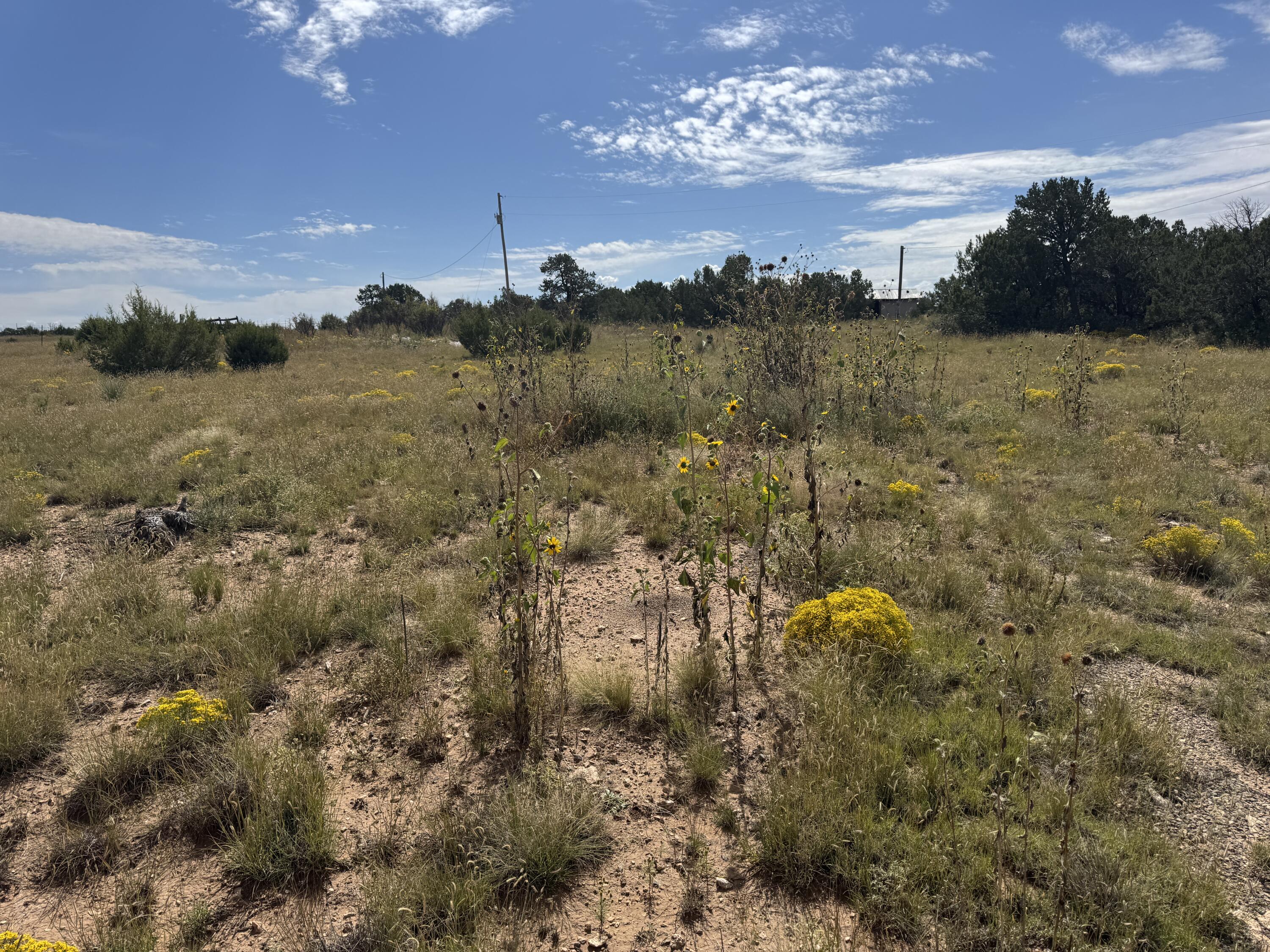 Photo 11 — 296 POHL Road