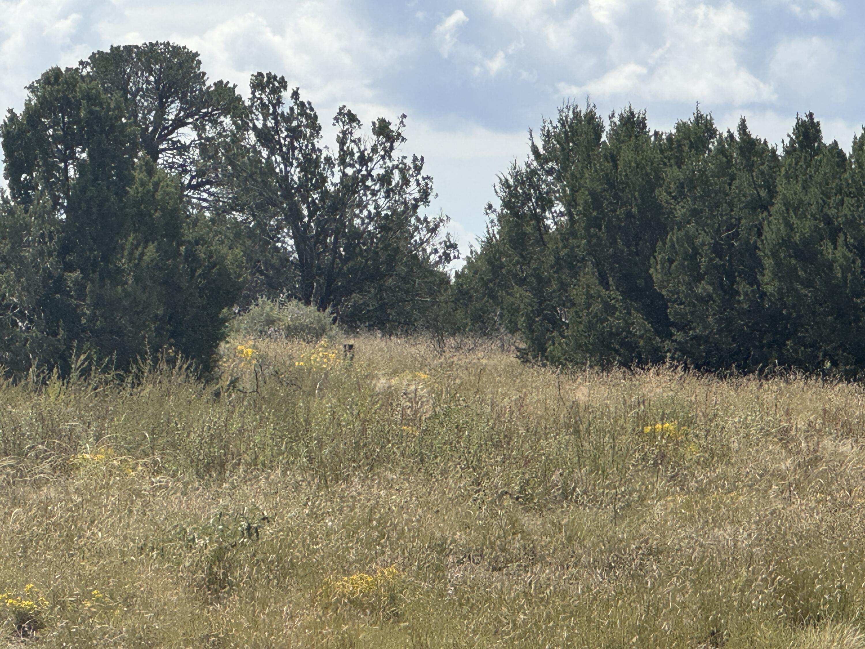 Photo 15 — 296 POHL Road