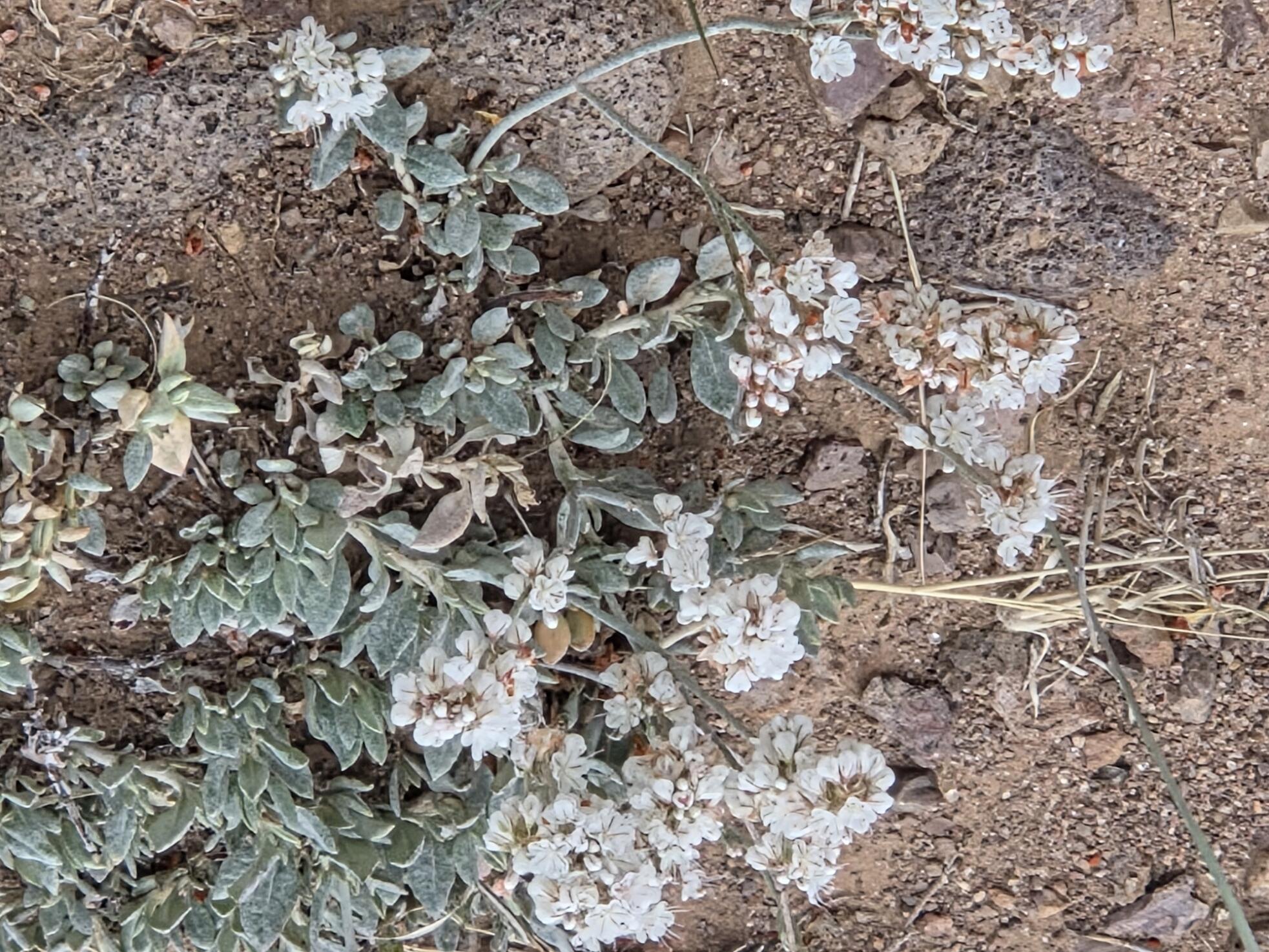 Photo 8 — VL WILLOW SPRINGS RANCH Lot 2-9
