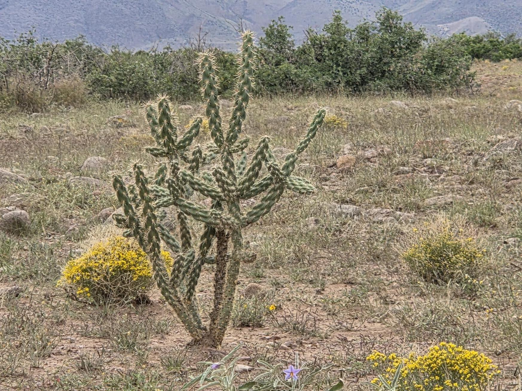 Photo 9 — VL WILLOW SPRINGS RANCH Lot 2-9