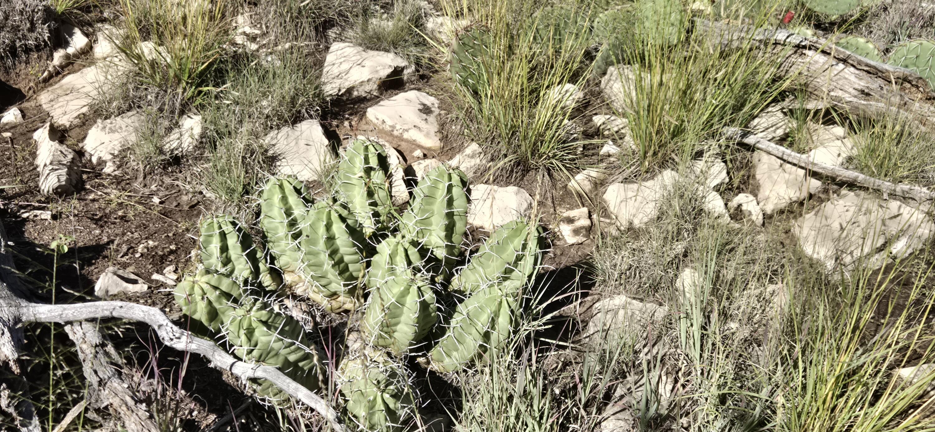 Photo 19 — Lot 15 Swayback Trail