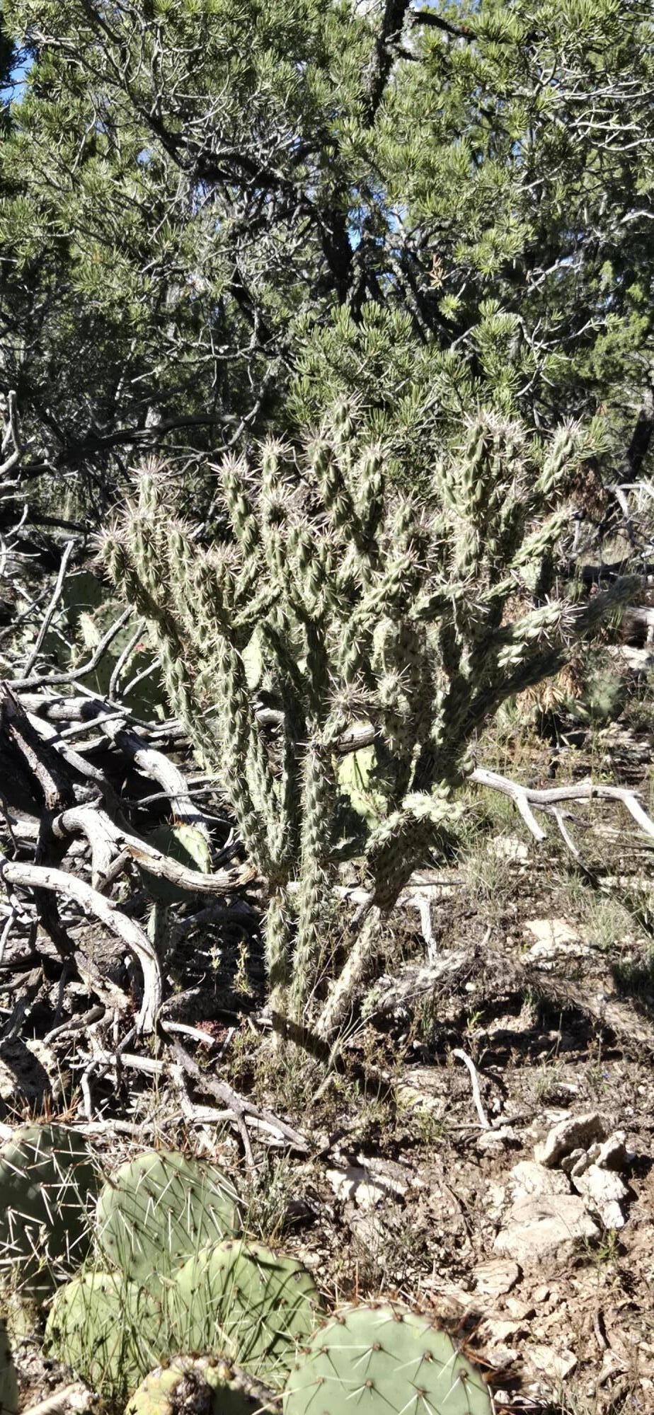 Photo 18 — Lot 15 Swayback Trail