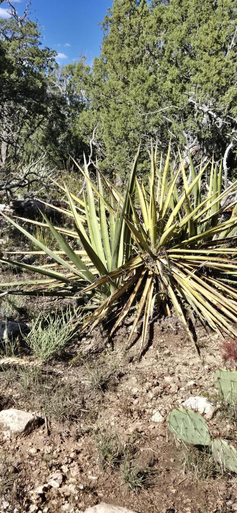 Photo 17 — Lot 15 Swayback Trail