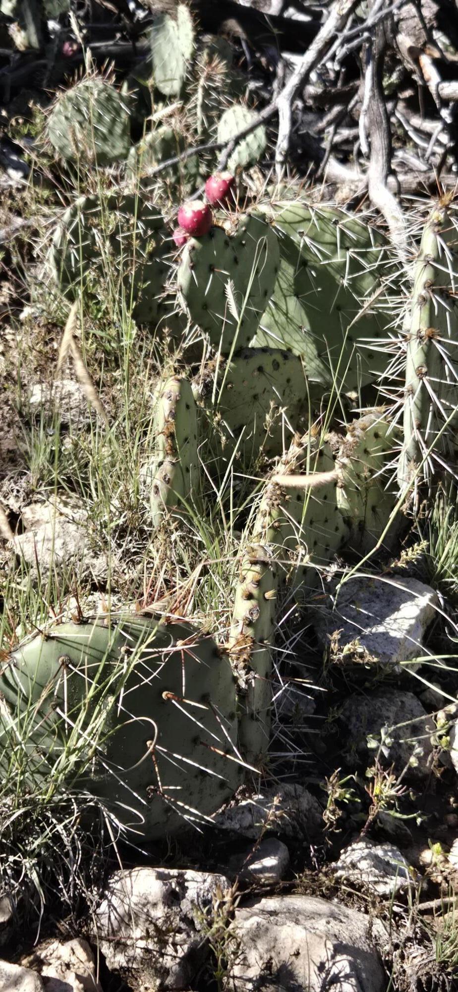 Photo 16 — Lot 15 Swayback Trail
