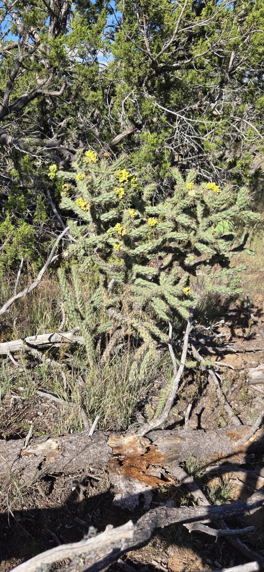 Photo 15 — Lot 15 Swayback Trail