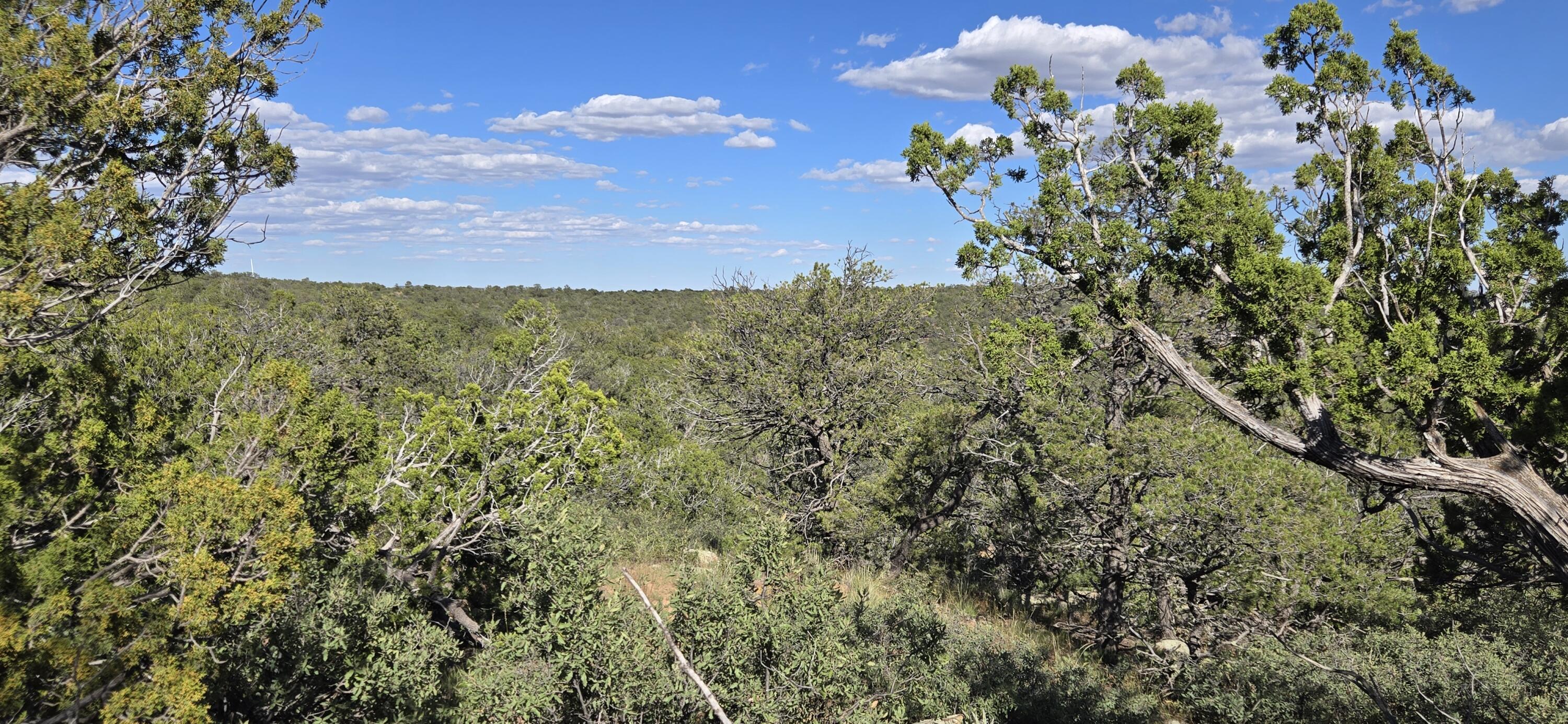 Photo 14 — Lot 15 Swayback Trail