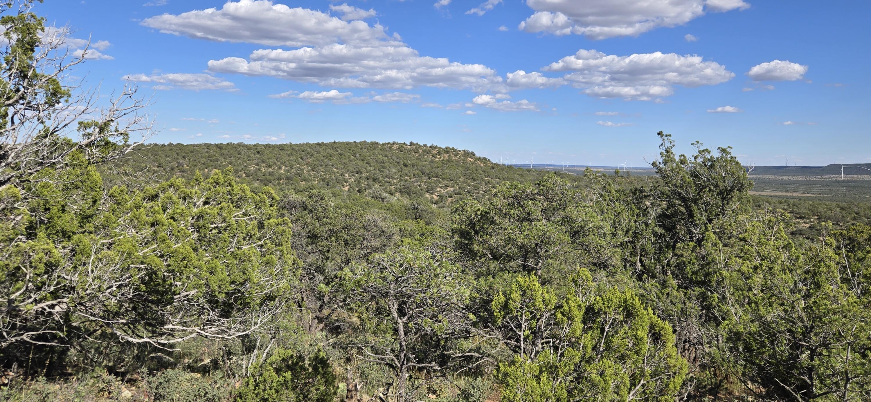 Photo 11 — Lot 15 Swayback Trail