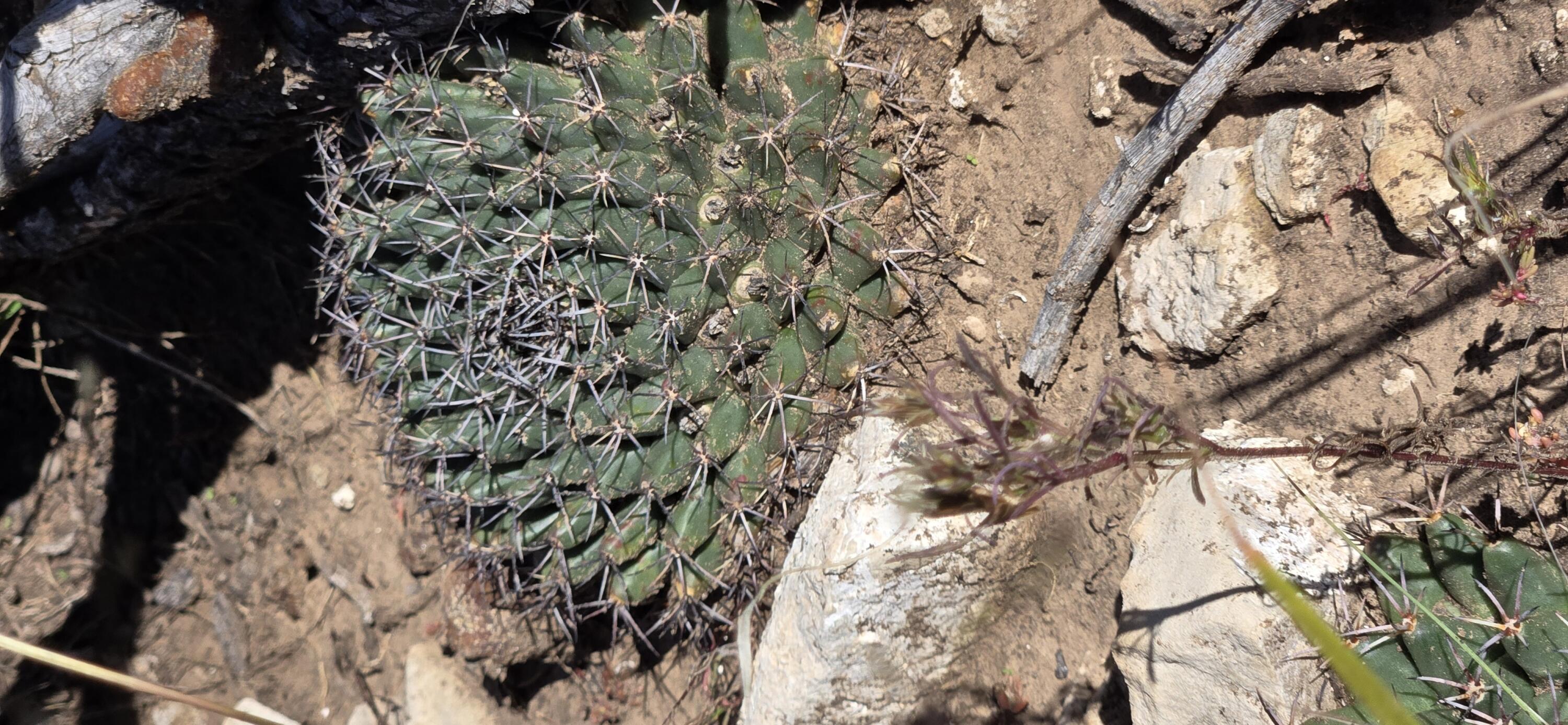 Photo 9 — Lot 15 Swayback Trail