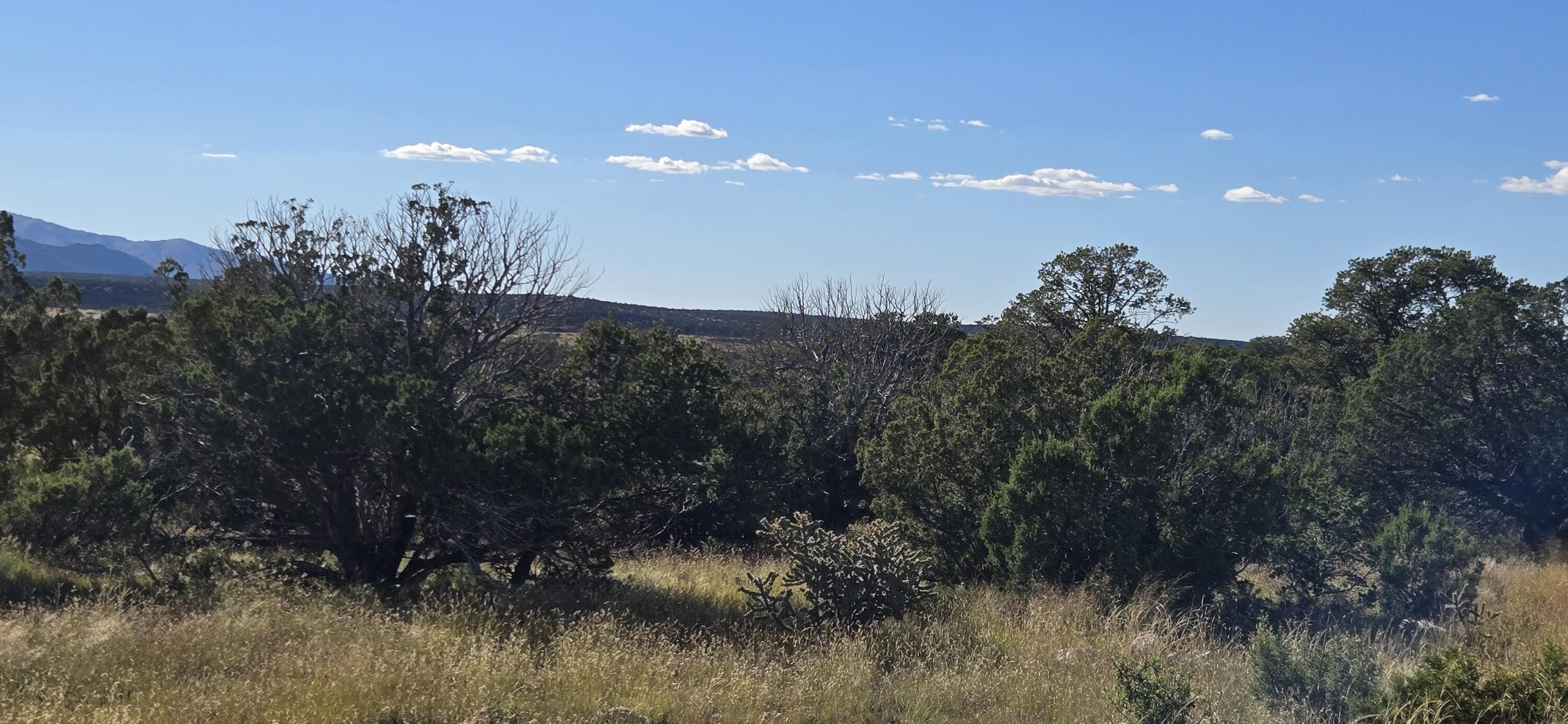 Photo 8 — Lot 15 Swayback Trail