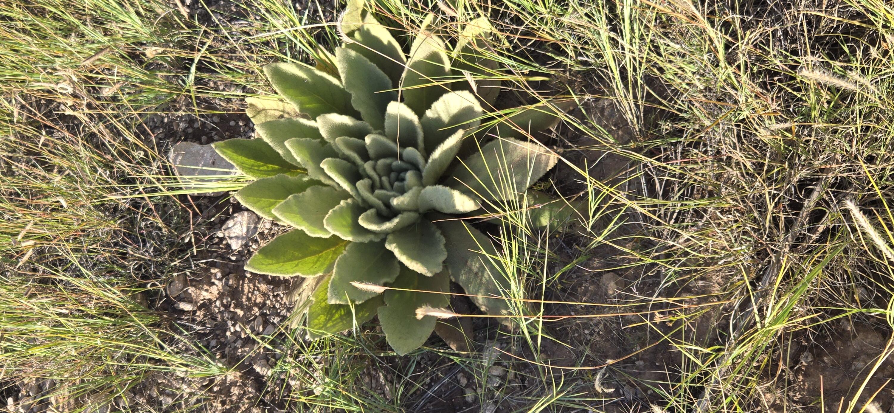 Photo 7 — Lot 15 Swayback Trail