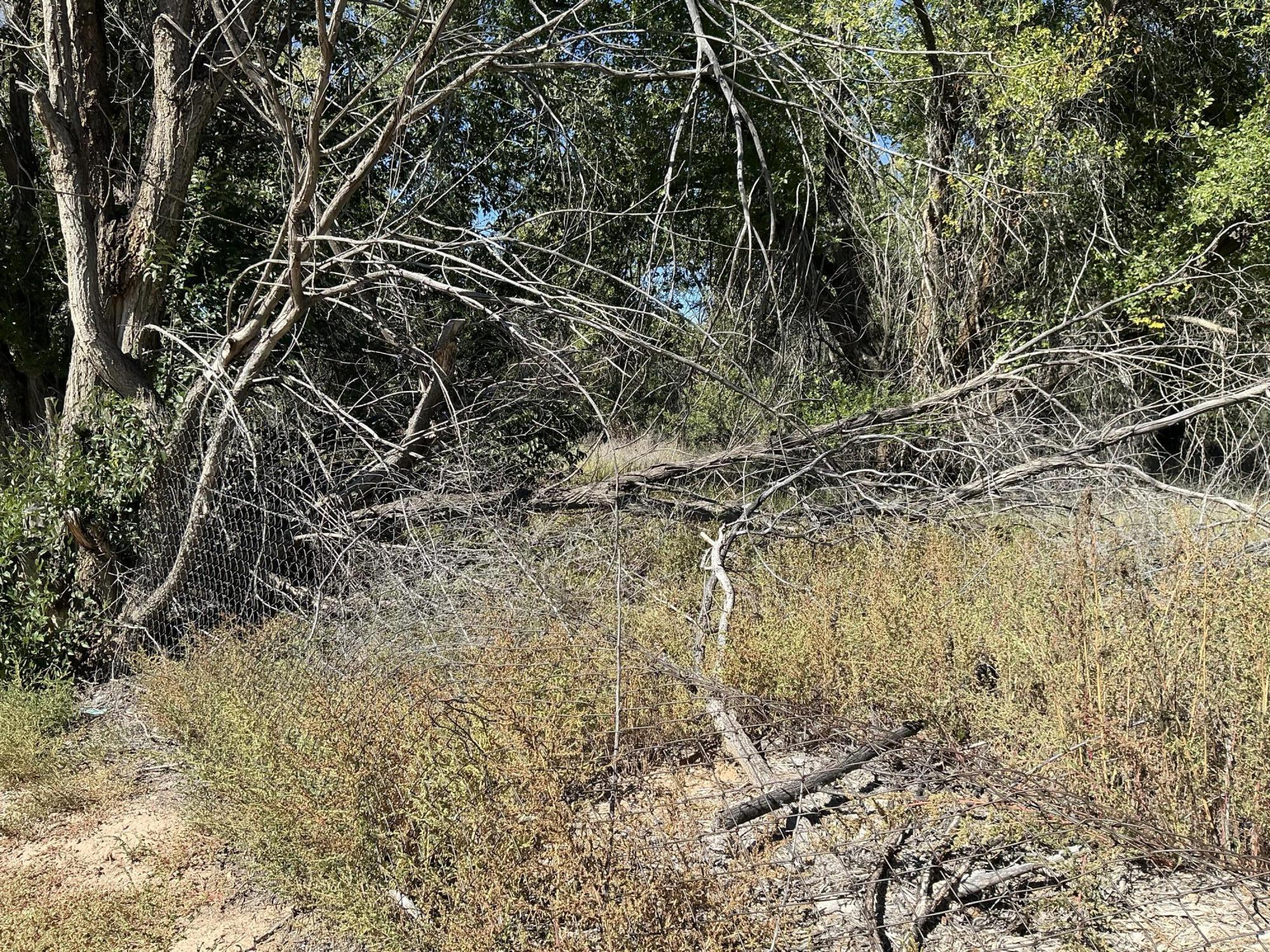 Photo 12 — 12 Arroyo Los Lopez (TBD) Road