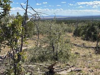 Photo 5 —  Capilla Peak Road