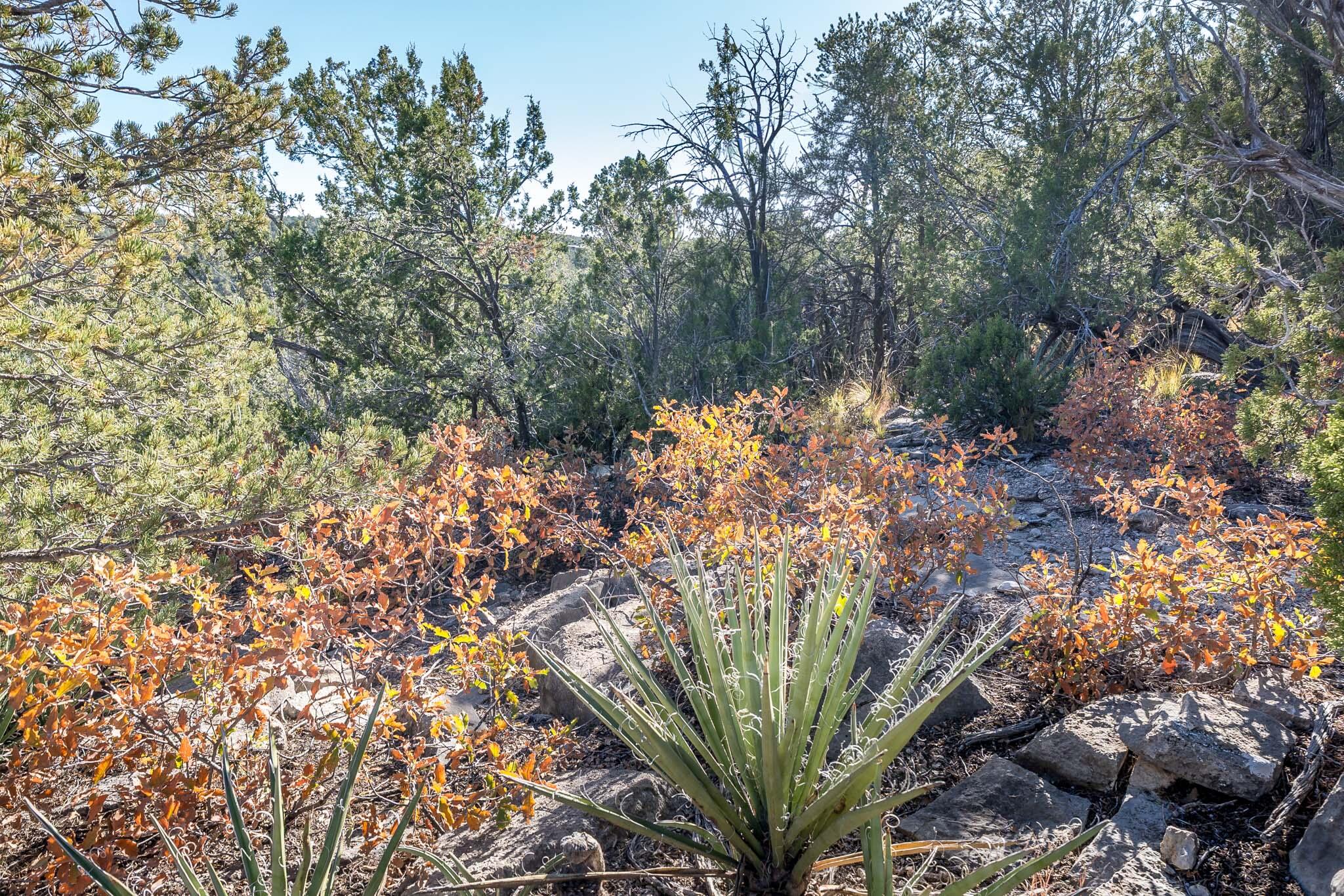 Photo 8 — 44 Orion View Trail
