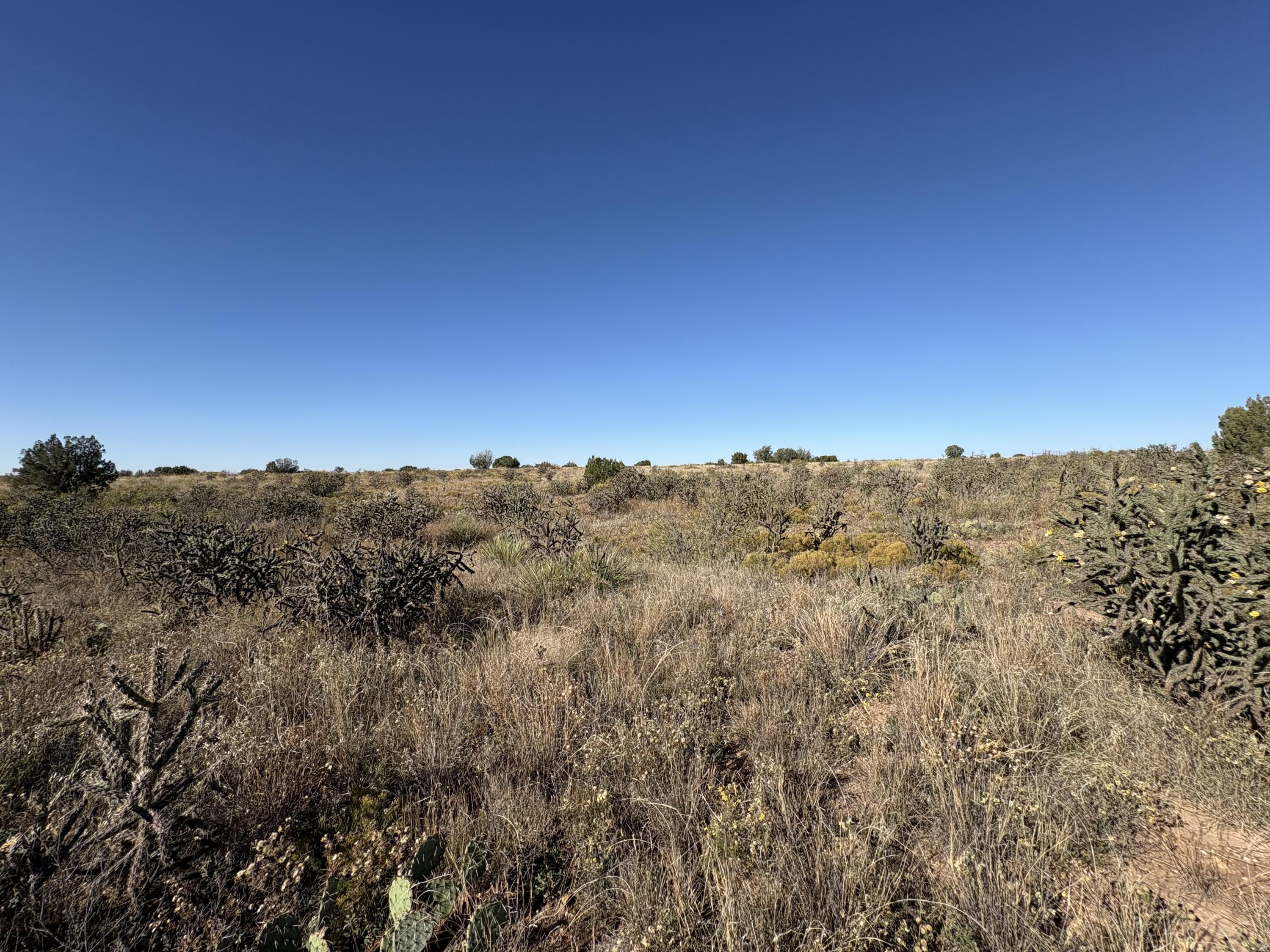 Photo 6 — Lot 10 Quail