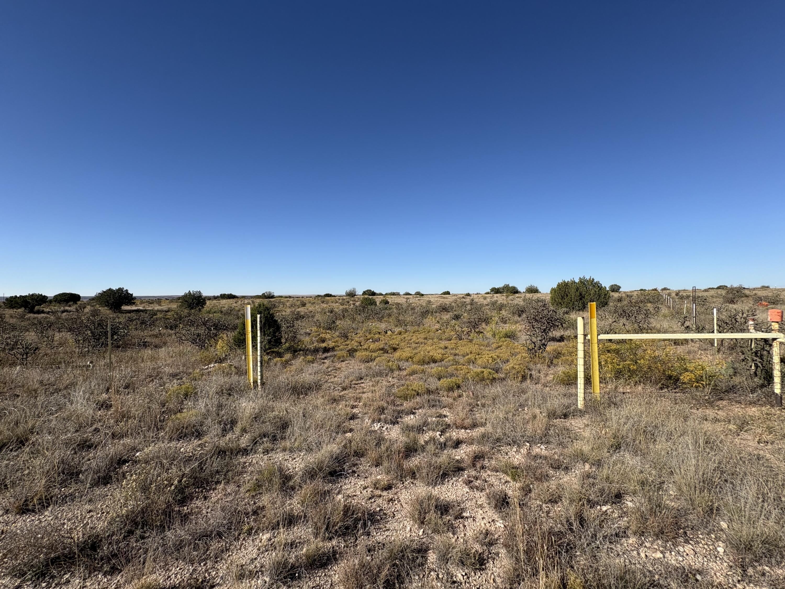 Photo 5 — Lot 10 Quail