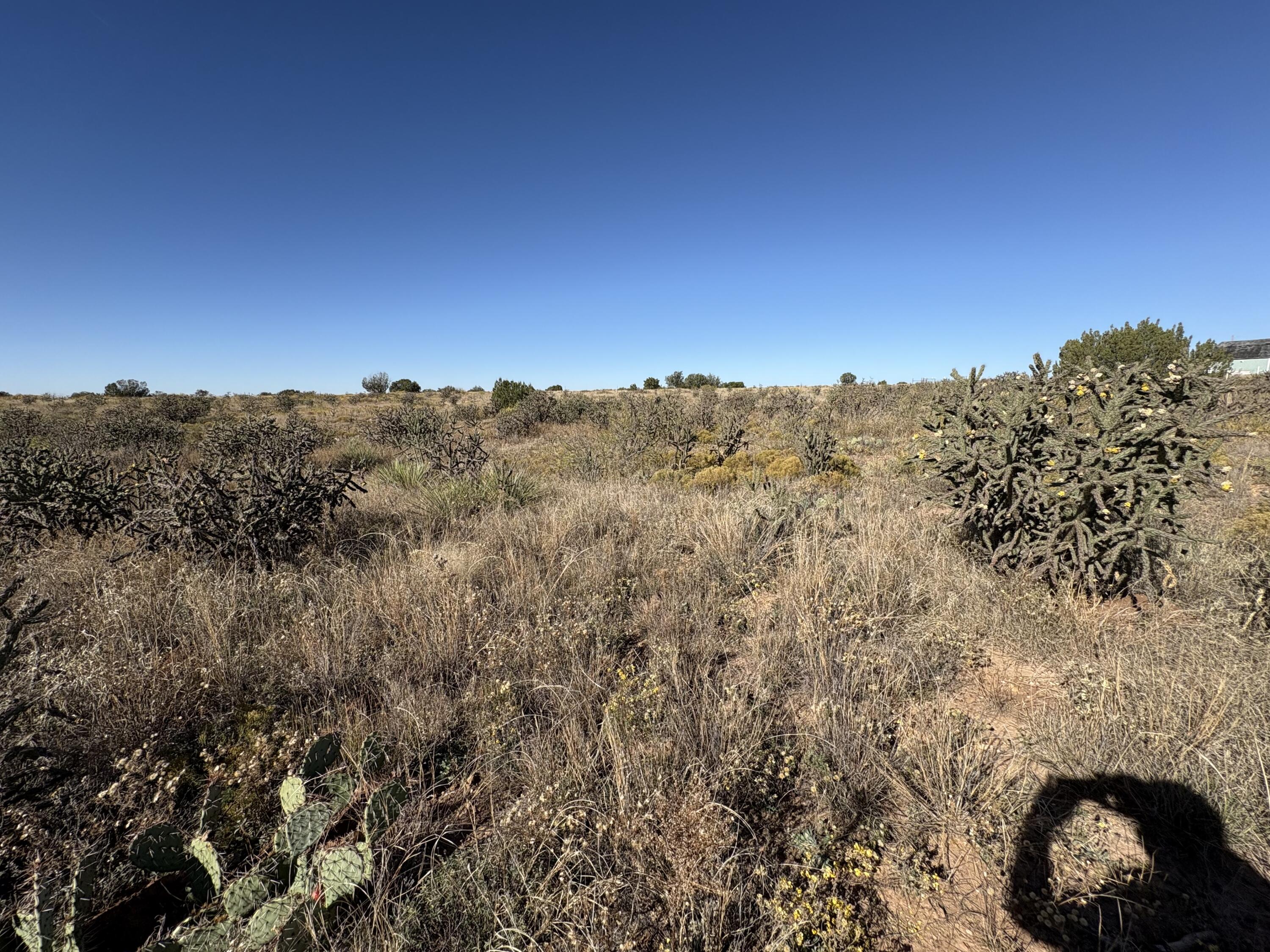 Photo 4 — Lot 10 Quail