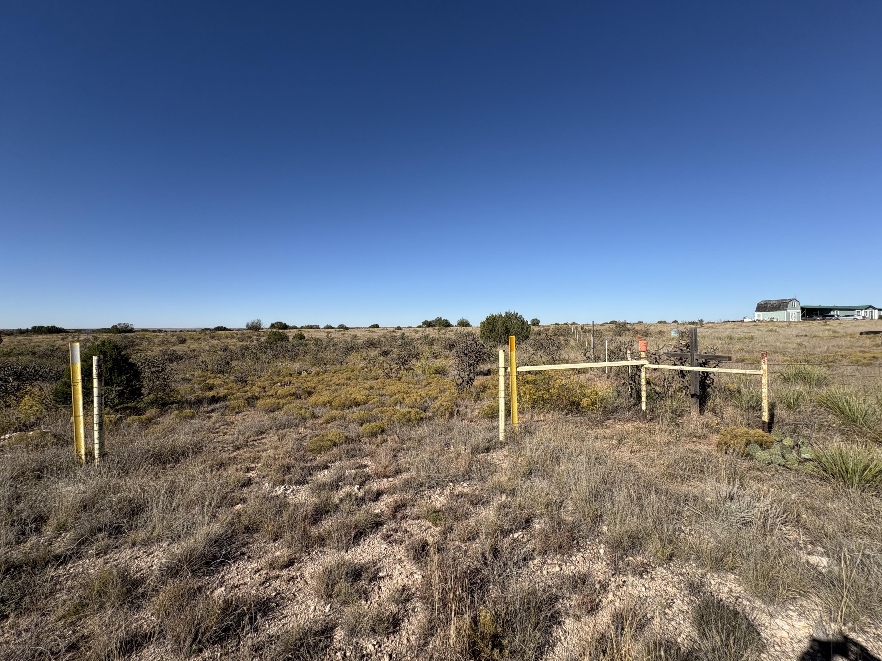 Photo 2 — Lot 10 Quail