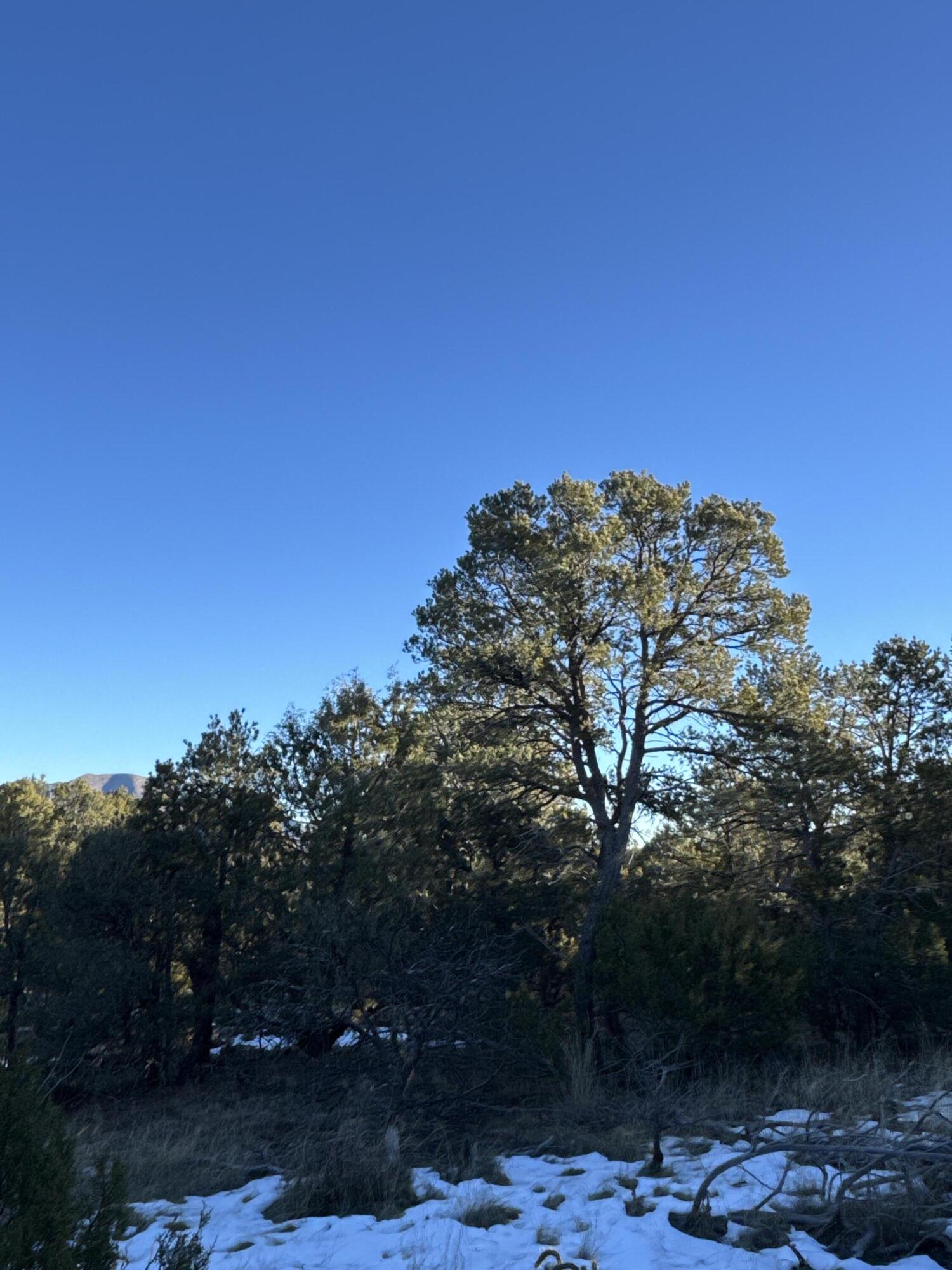 Photo 6 — 19 Bolivar Loop