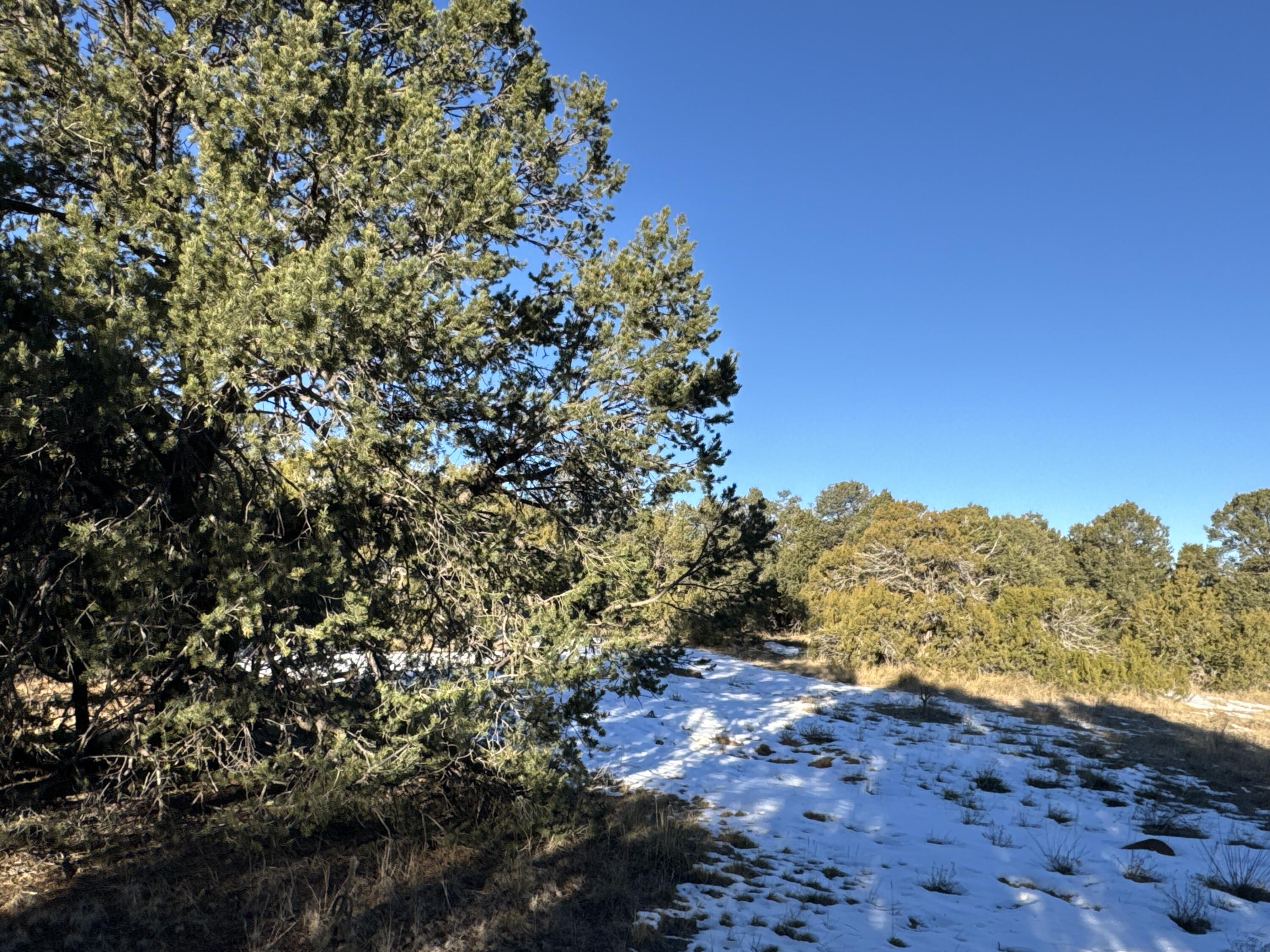 Photo 7 — 19 Bolivar Loop