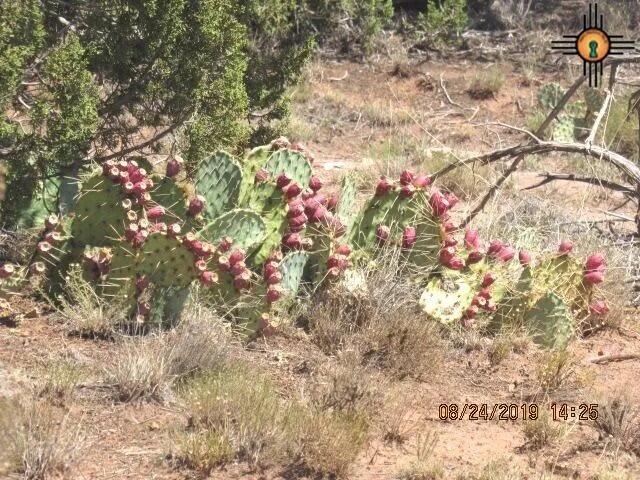 Photo 7 — 45 Bull Canyon Loop