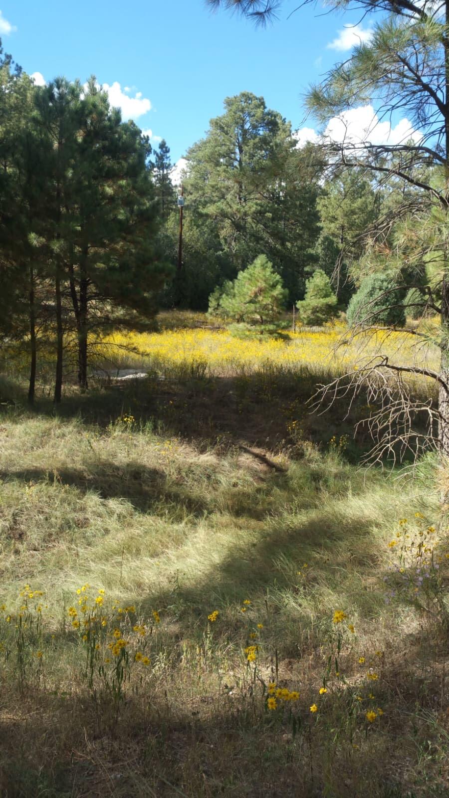 56 Carolino Canyon Road, Tijeras, NM 87059