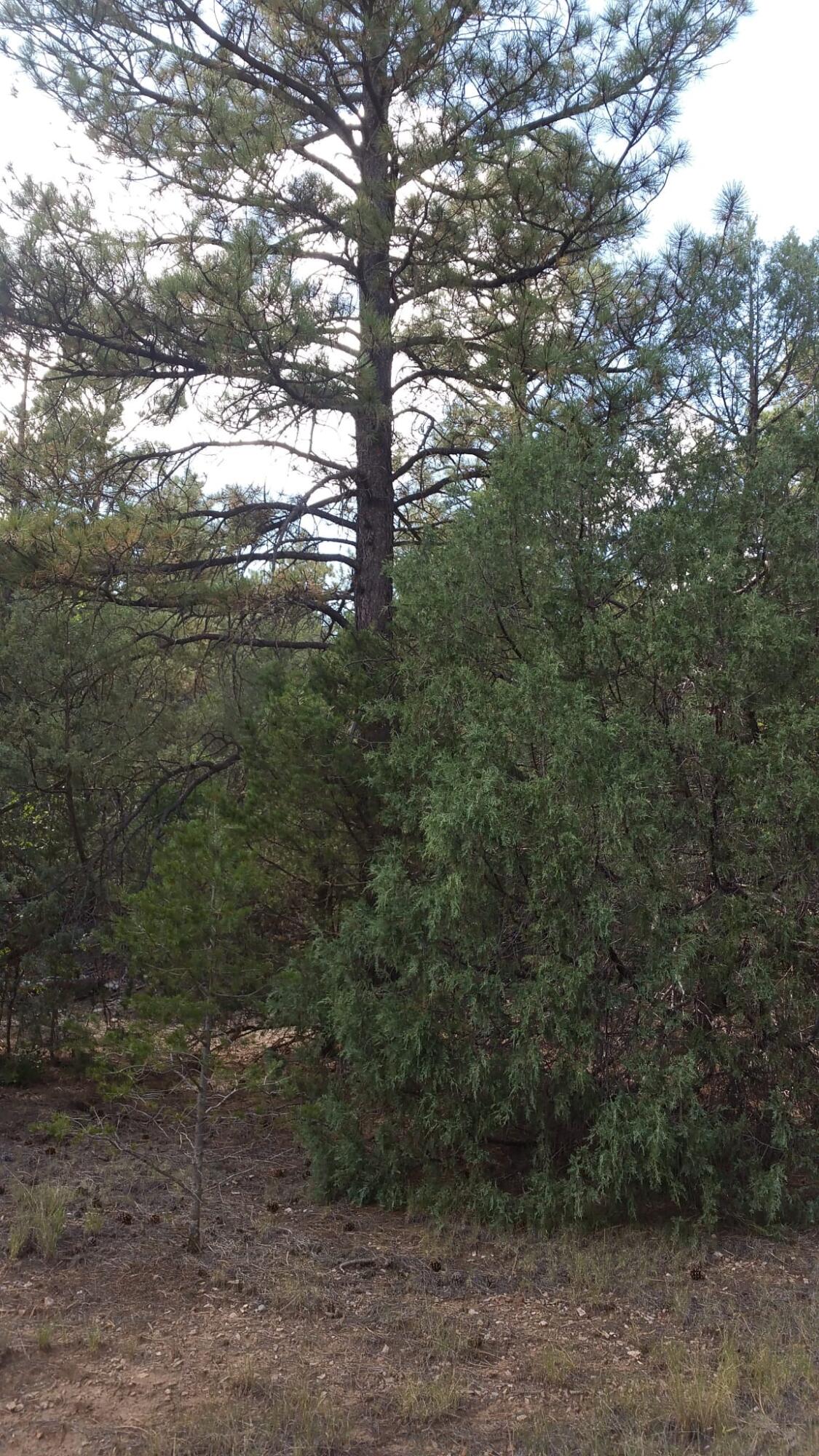 Photo 7 — 56 Carolino Canyon Road