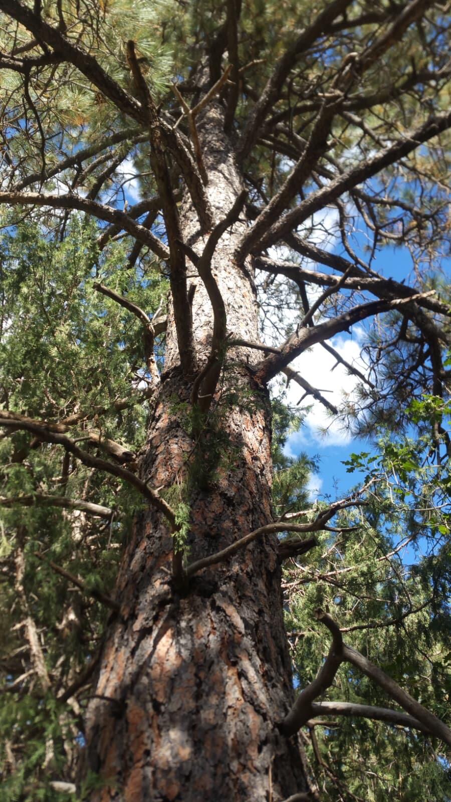 Photo 3 — 56 Carolino Canyon Road