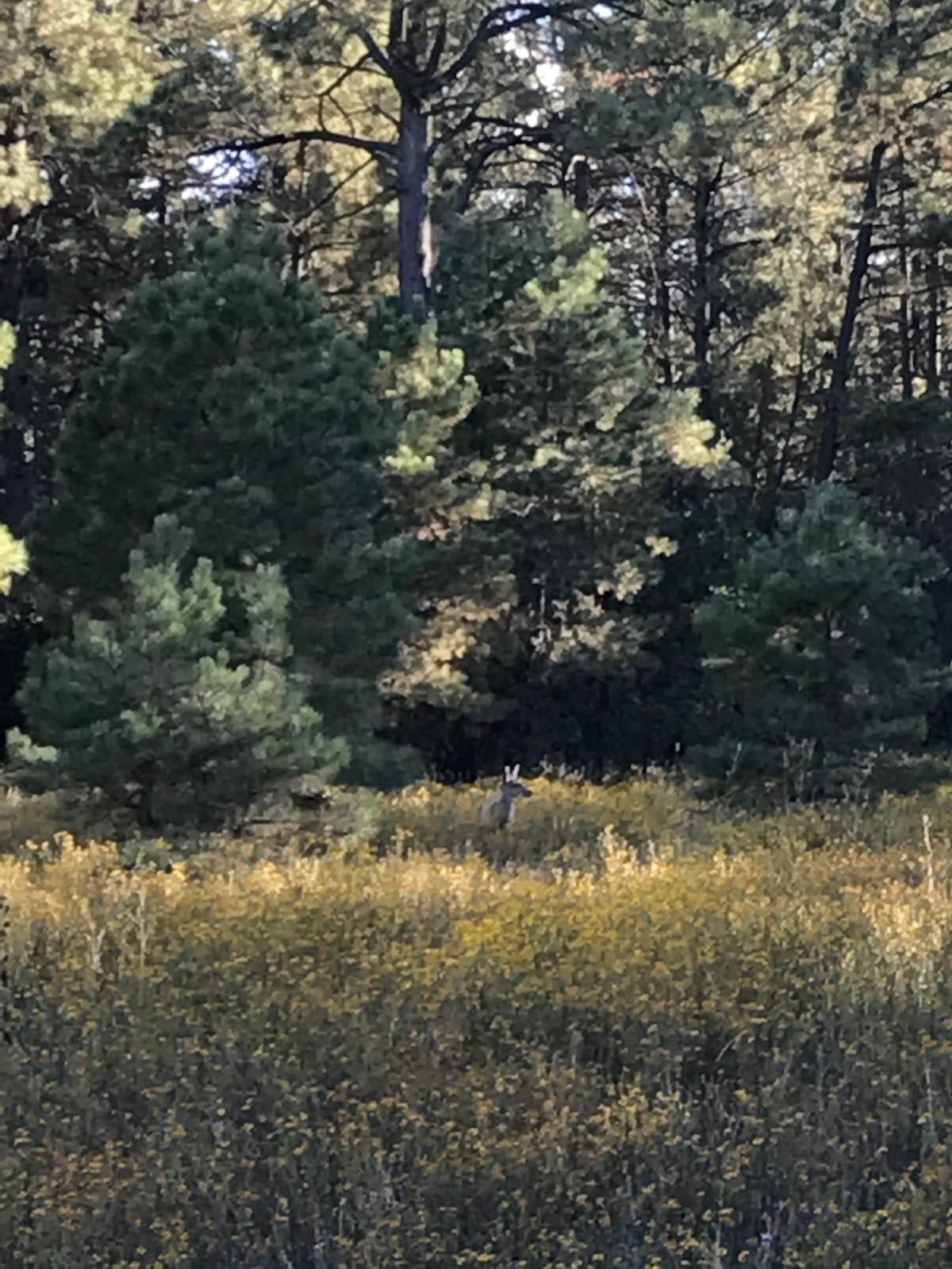 Photo 4 — 56 Carolino Canyon Road