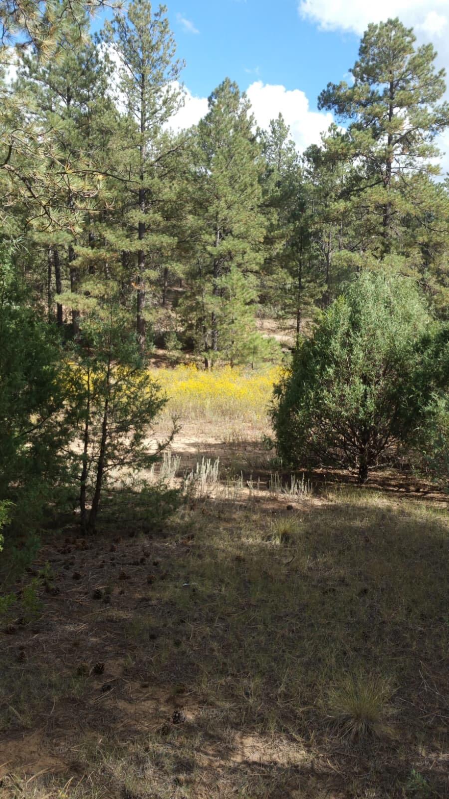 Photo 5 — 56 Carolino Canyon Road