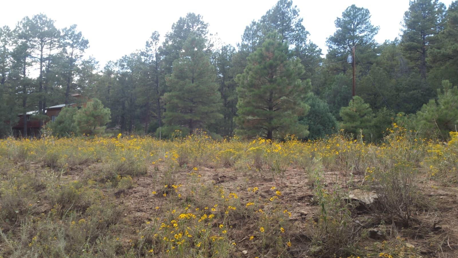 Photo 6 — 56 Carolino Canyon Road