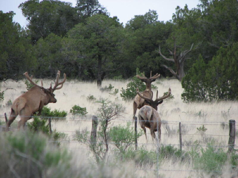 Photo 19 — 519 Highway 603