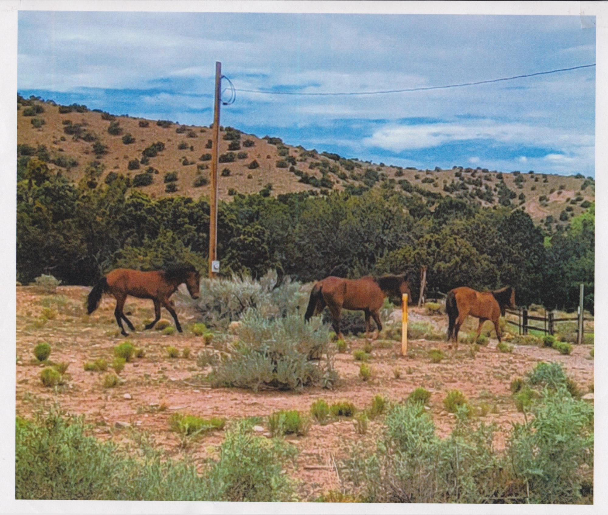  Deba Jo De Ojo, Placitas, NM 87043