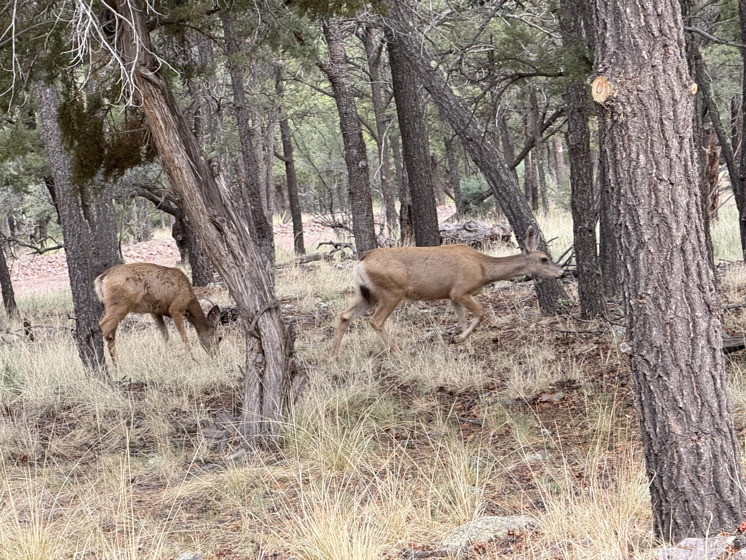 Photo 11 — 9 Cochise Drive