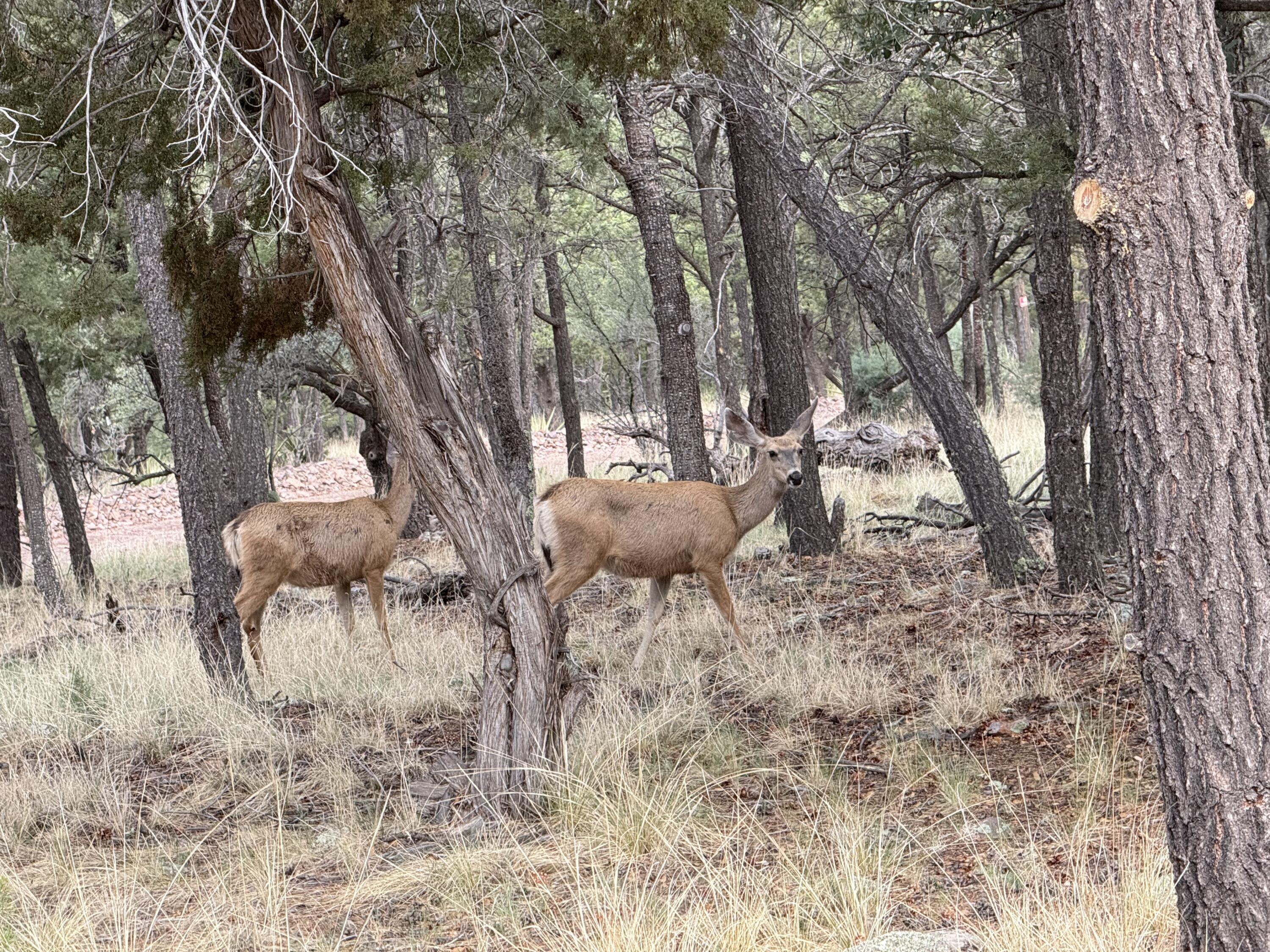 Photo 9 — 9 Cochise Drive