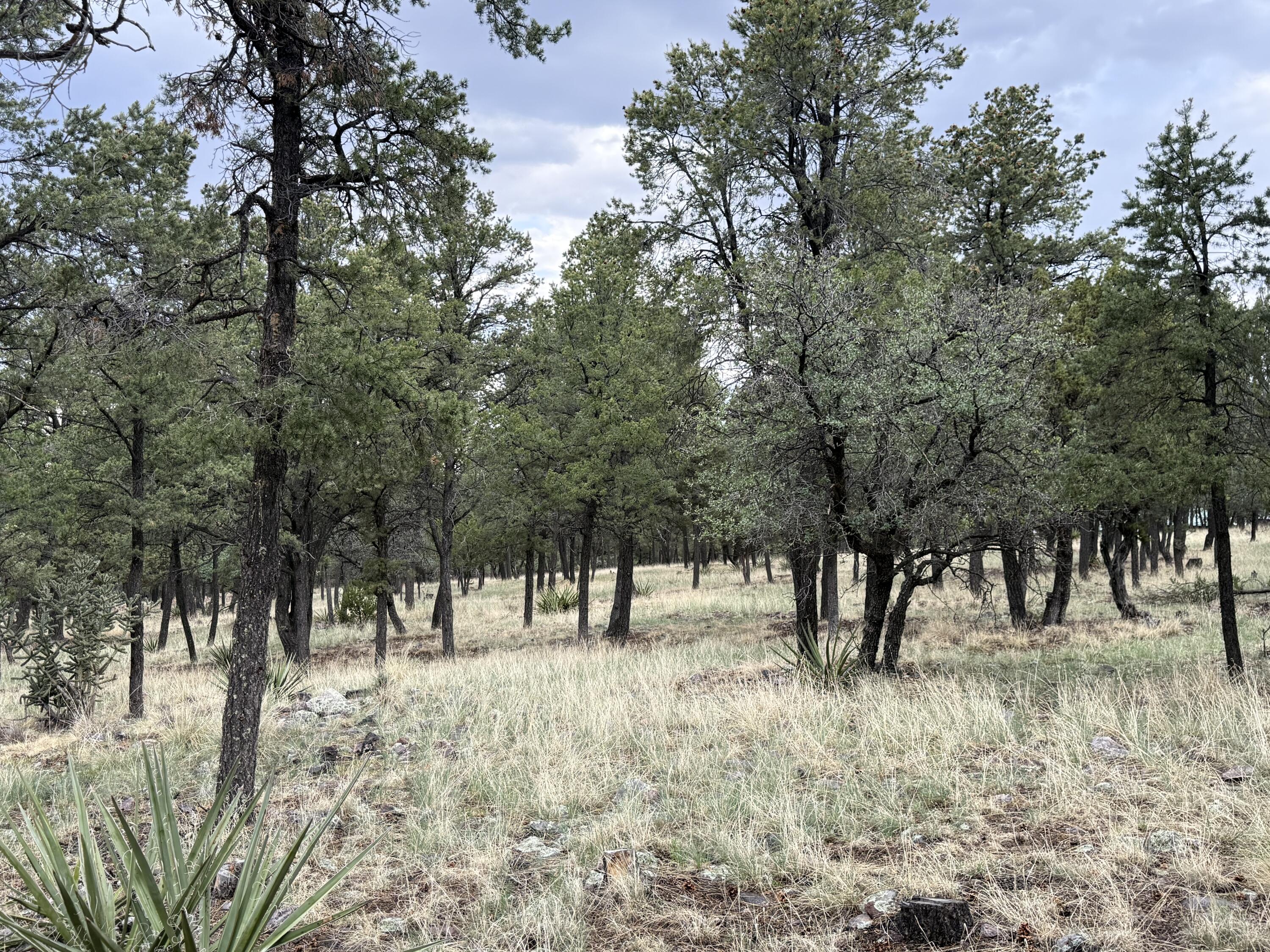 Photo 6 — 9 Cochise Drive