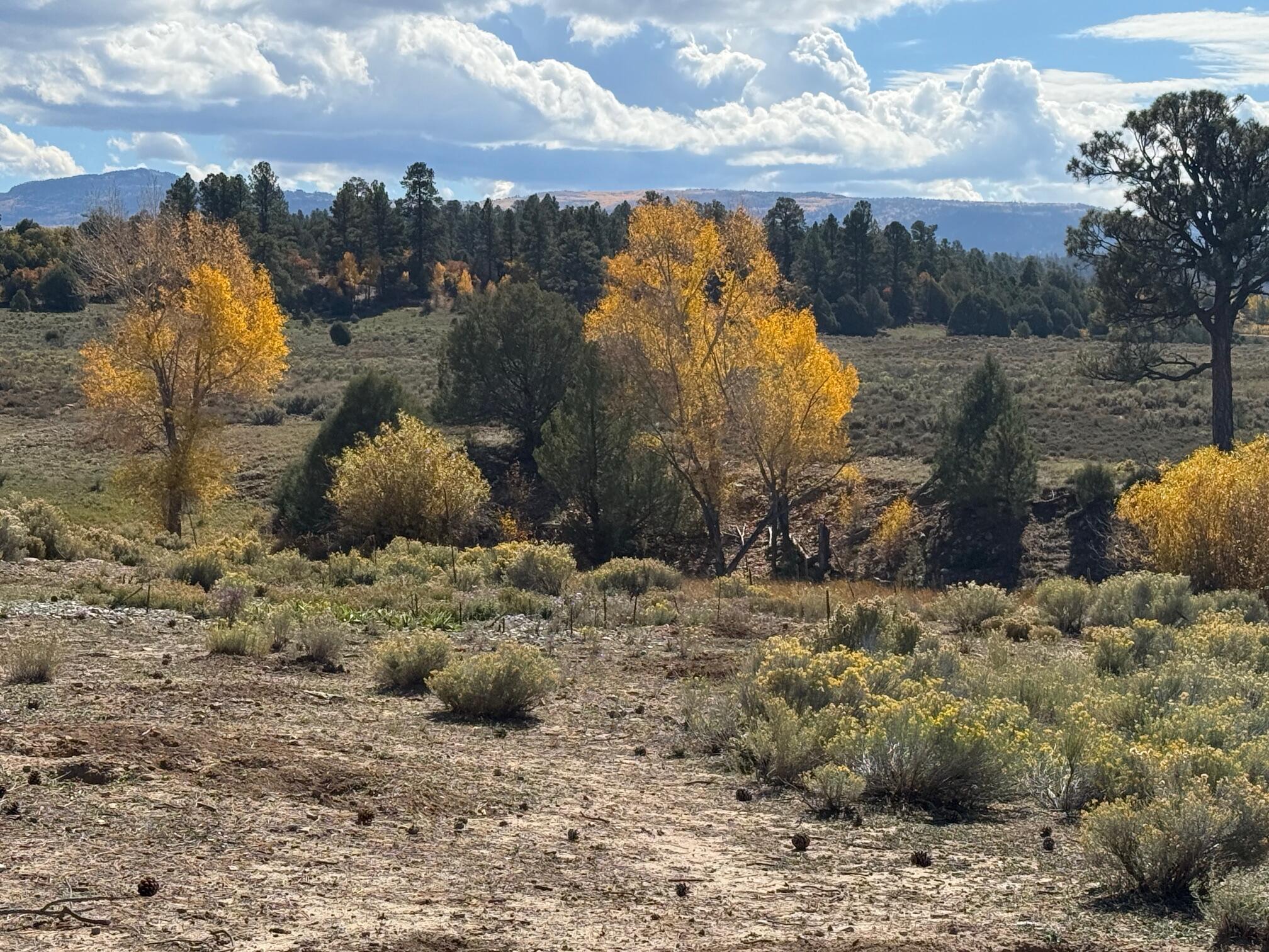 Photo 5 — 16853 US-84
