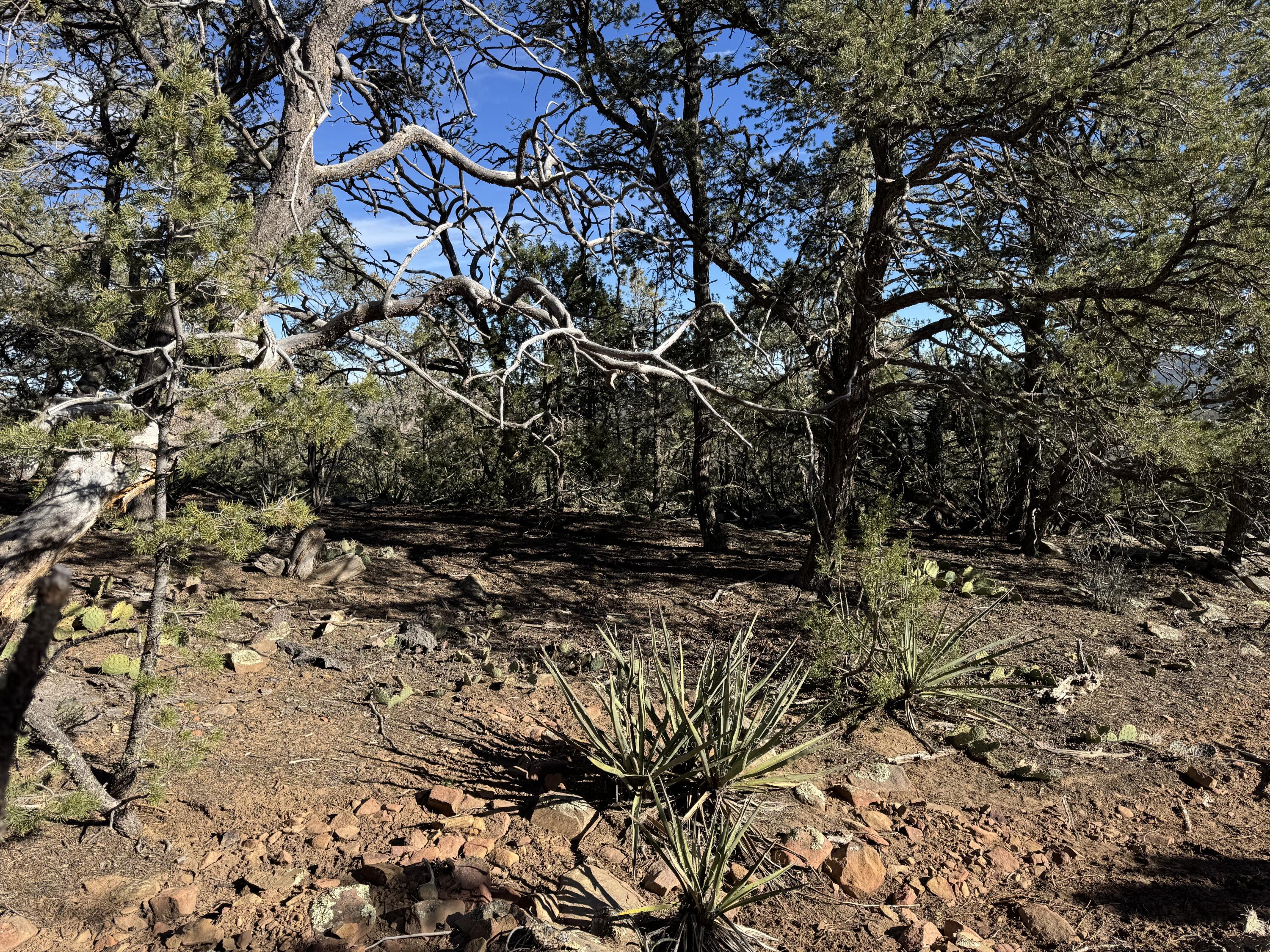 Photo 15 — 197 & 201 Pinon Trail