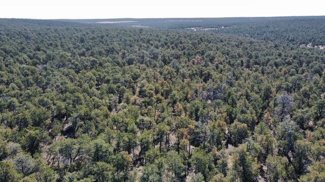 Photo 20 —  McComb Road Tract AA