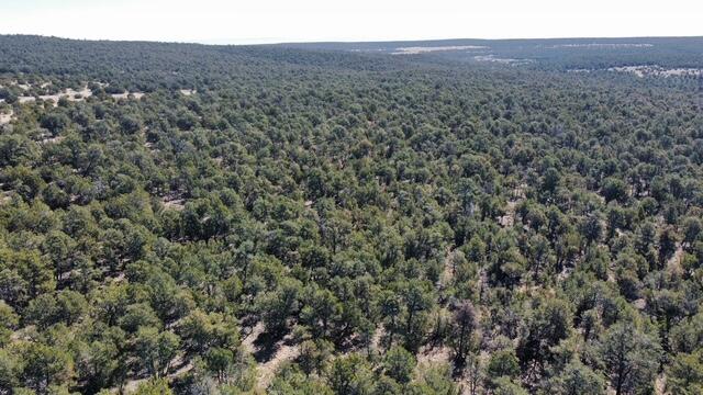 Photo 19 —  McComb Road Tract AA