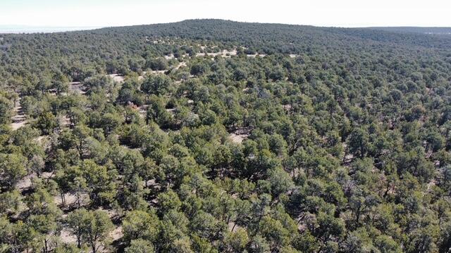Photo 18 —  McComb Road Tract AA